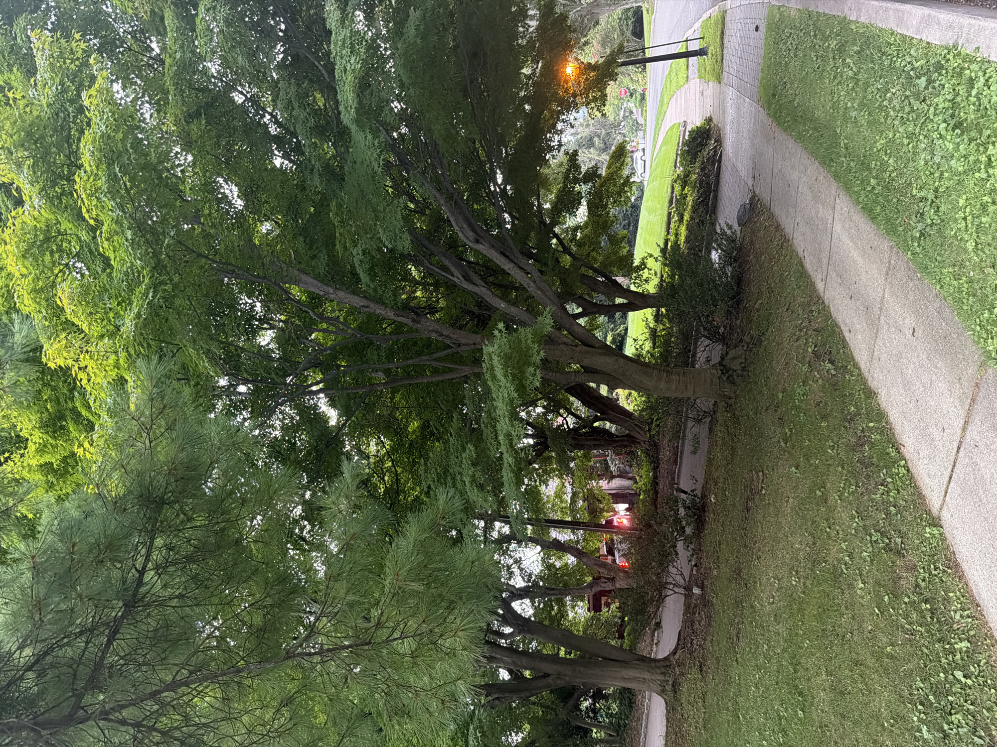 The image depicts a suburban street scene in the Village of Great Neck, United States of America. Tall trees with dense green foliage overhang a paved sidewalk and a curved asphalt road. The trees create a dappled shade over the grassy areas and the sidewalk. In the background, a house is visible through the trees, with red taillights of a vehicle illuminated, suggesting a car is parked or moving on the property. A street lamp with an orange glow is also visible along the roadside, indicating it may be evening or a dimly lit area. The overall environment is residential and tranquil, characterized by lush greenery and well-maintained landscaping.