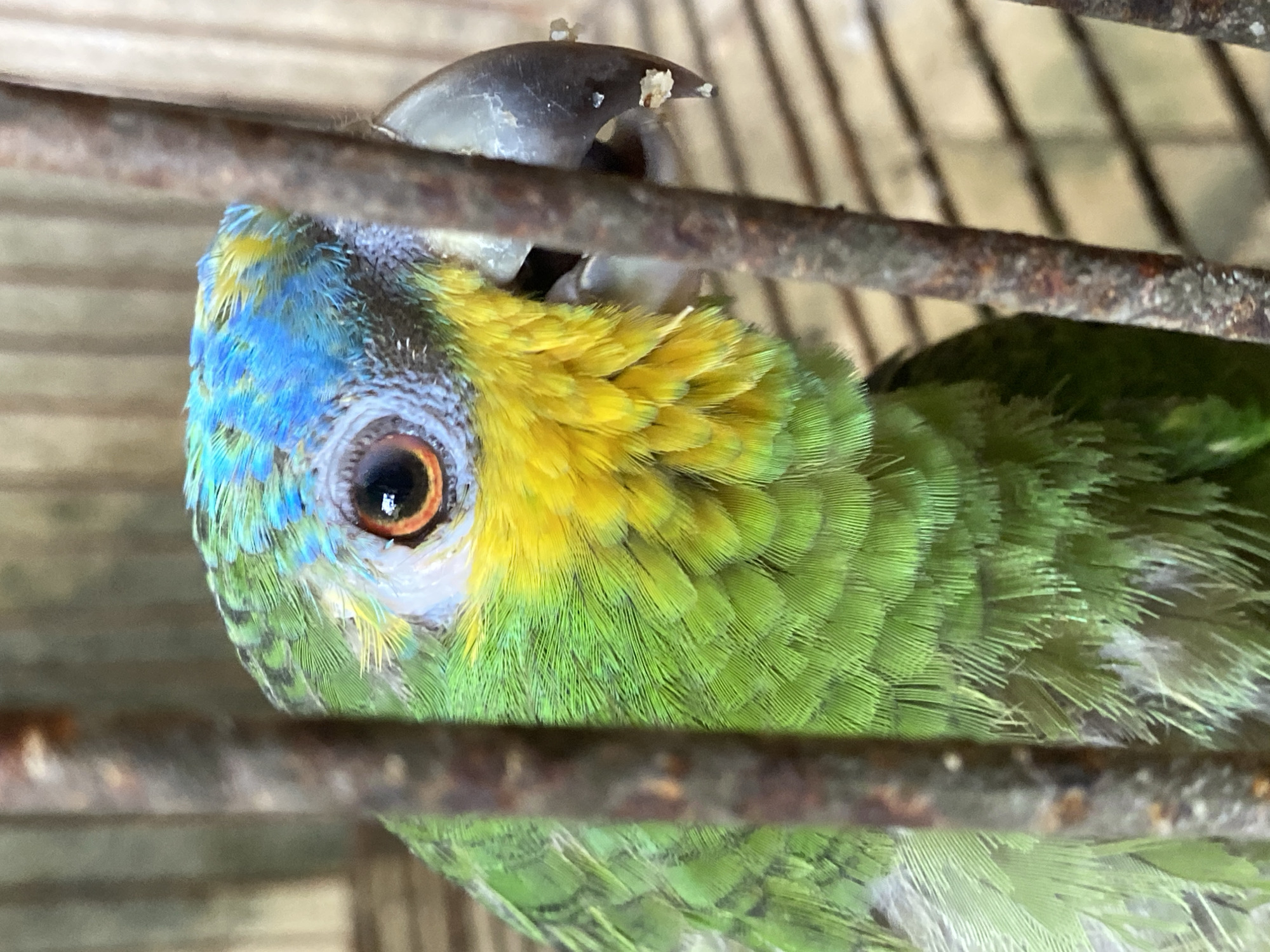 A vibrant green parrot, exhibiting yellow cheek and throat feathers and blue crown plumage, is observed within a metal cage. The bird's eye is orange with a dark pupil, and its dark grey beak shows residual white food particles. Rusty, dark brown vertical bars of the cage are prominent in the foreground. The background consists of blurred, light-colored structural elements, consistent with an indoor or enclosed environment. This scene is located in Tinaquillo, Venezuela.