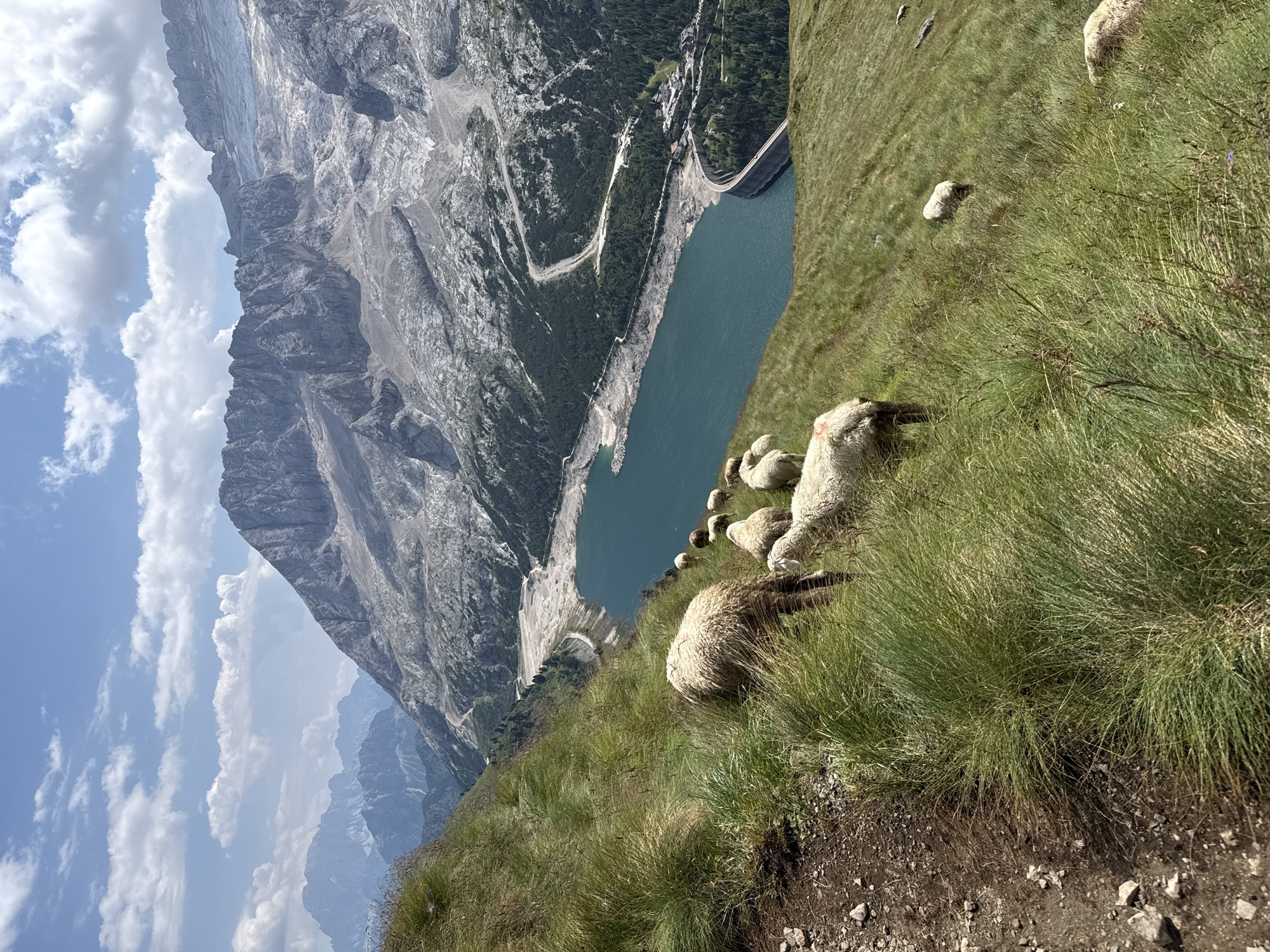 A flock of sheep grazes on a steep, grassy mountainside overlooking a turquoise lake and a dam, with rugged mountains in the background. The scene appears to be the Fedaia Pass, located between the Marmolada and the Conturines mountains in the Dolomites, near Canazei, Italy. The sky is bright blue with scattered white clouds. The sheep are various shades of white and brown, some are grazing, while others are standing. The vegetation is primarily long, green grass. The lake is a vibrant blue, and the dam is a large concrete structure curved along the edge of the lake. The mountains in the background are rocky and imposing, with some snow visible on the higher peaks. The lighting suggests it is a clear, sunny day.