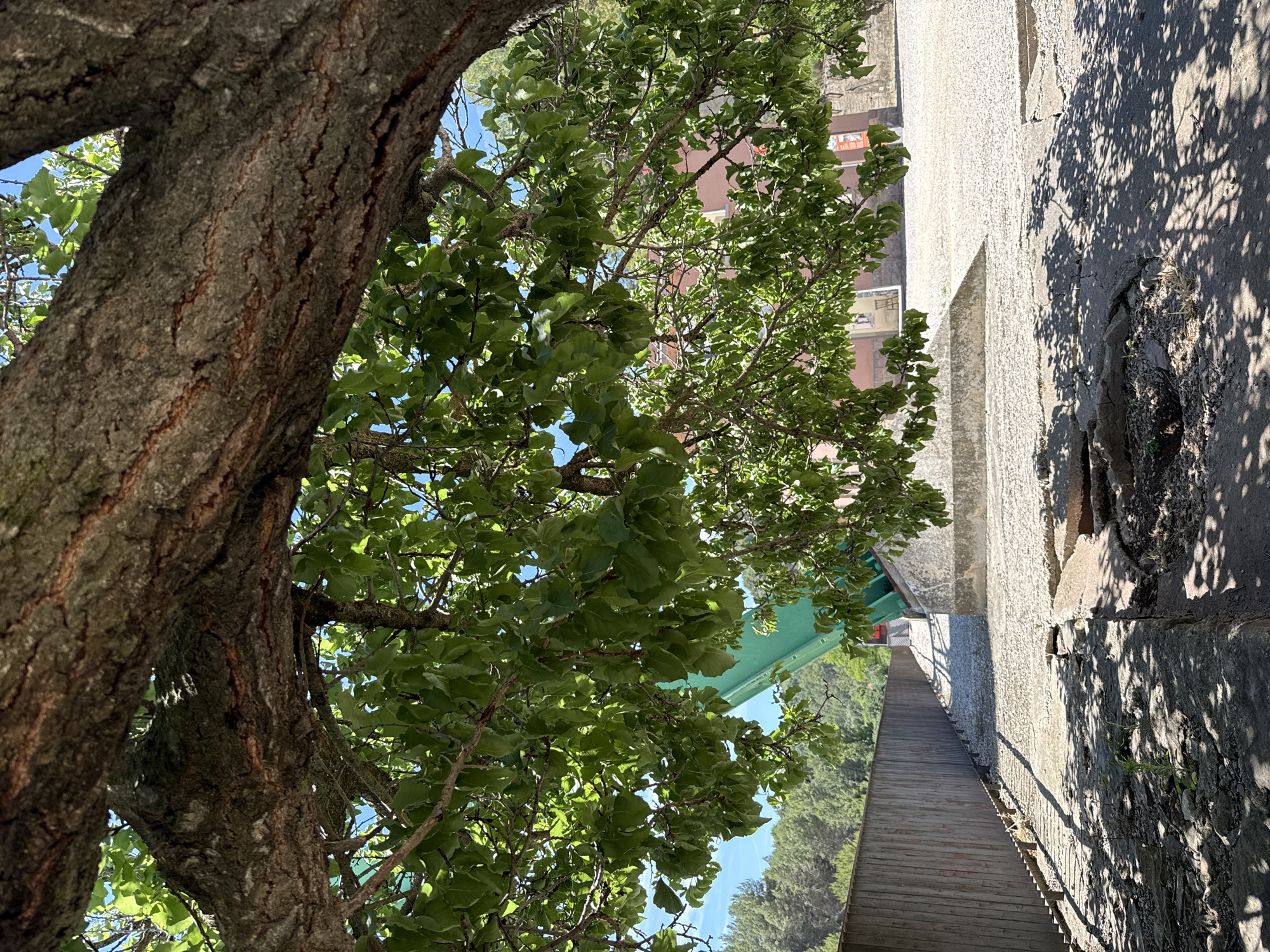The image depicts an outdoor scene beneath the canopy of a large tree. The foreground shows cracked concrete paving with shadows of leaves and branches cast upon it. A small plant is growing through a crack in the concrete. In the midground, a graveled area leads towards a green structure that appears to be part of a bridge or an elevated walkway. A wooden fence runs along the left side of the graveled area. In the background, there are buildings with reddish-pink facades and trees further in the distance under a clear blue sky. The scene suggests a public outdoor space, possibly a park or an area near a structure. The overall impression is one of a sunny day in an urban or semi-urban environment.