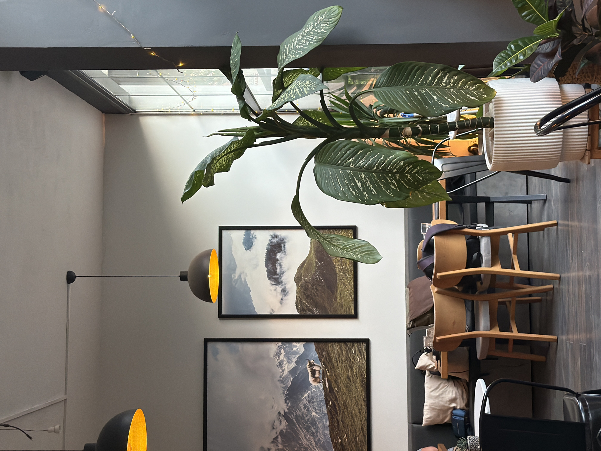The image depicts the interior of a cafe in İzmir, Turkey. The cafe features a modern, minimalist design with a neutral color palette. The lighting is dim, with warm light emanating from pendant lamps and string lights.
In the foreground, a large potted plant with broad, variegated leaves stands near a window. The plant is in a ribbed white ceramic pot. Behind the plant, a window with a view of an outdoor area is visible, adorned with small yellow string lights.
The seating area consists of a long, dark upholstered bench against a wall, with several wooden chairs with grey upholstered seats placed around tables. Two framed landscape photographs hang on the wall above the bench, depicting mountainous scenes with a lone animal in one.
The floor is made of dark wood planks. The overall atmosphere is calm and inviting, suggesting a relaxed environment for patrons. There are no visible people in the image, focusing solely on the decor and ambiance of the cafe.