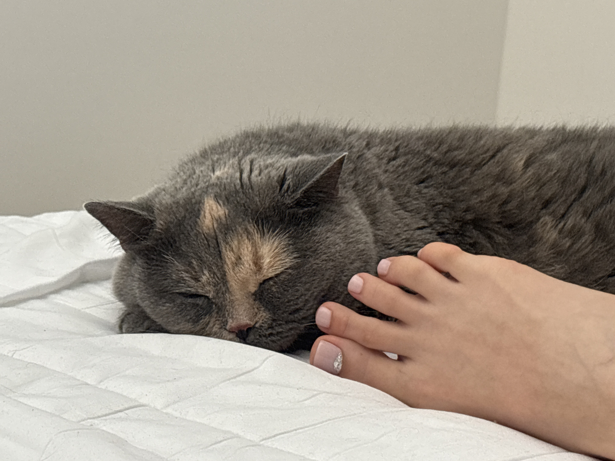 A short-haired, gray and dilute tortoiseshell cat is sleeping on a white quilted surface. The cat's head is to the left of the frame, with its eyes closed and ears slightly flattened. A human foot, with light pink nail polish and a glitter accent on the second toe, is resting to the right of the cat, with the toes gently touching the cat's fur. The background is a plain, light-colored wall. The scene is indoors, likely a bedroom. There is no information to place this image in Liberec, Czechia.