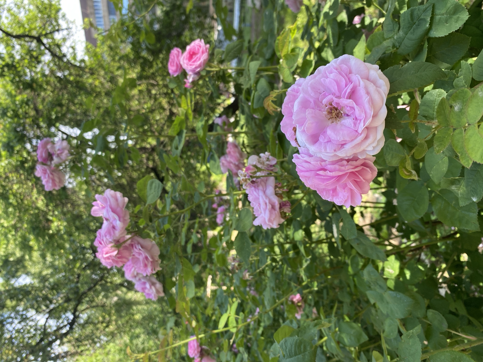 A close-up, eye-level shot features a cluster of pink roses in the foreground of a garden. The roses are in various stages of bloom, with some fully open and others still buds. They are a vibrant pink color with delicate, layered petals. The leaves of the rose bush are a deep green and appear healthy. In the background, the scene is blurred, suggesting a shallow depth of field. Glimpses of trees with green foliage and a building with windows can be discerned. The overall impression is one of a lush, sun-drenched garden.