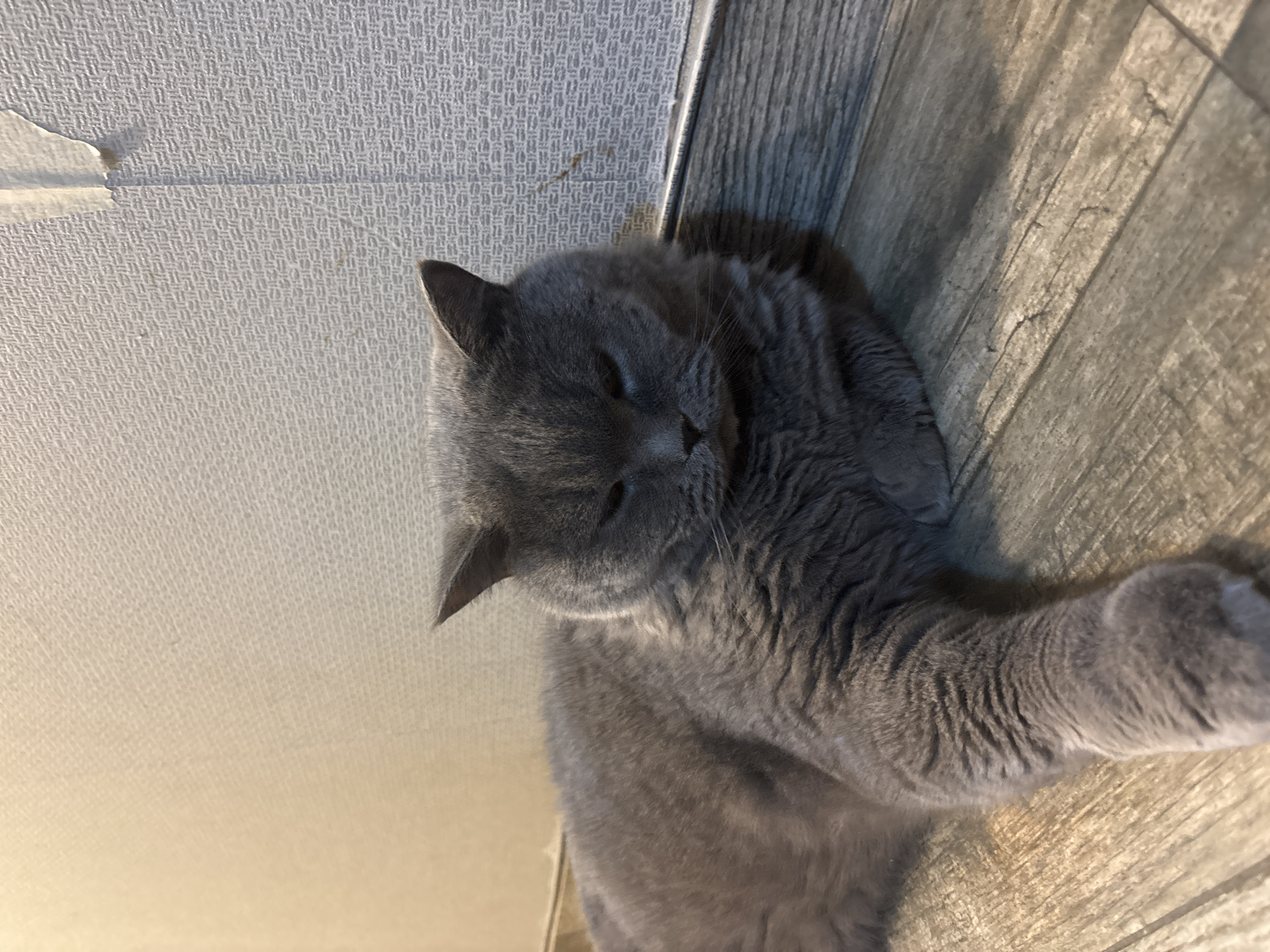 A gray, short-haired cat is lying on a surface that appears to be either a table or a floor, based on the wood grain pattern. The cat's head is towards the upper left of the frame, with its body extending towards the lower right. The cat appears to be resting or sleeping, with its eyes closed or mostly closed. There is a wall with a textured or patterned wallpaper running along the left side of the image, creating a corner with the wooden surface. The location appears to be indoors.