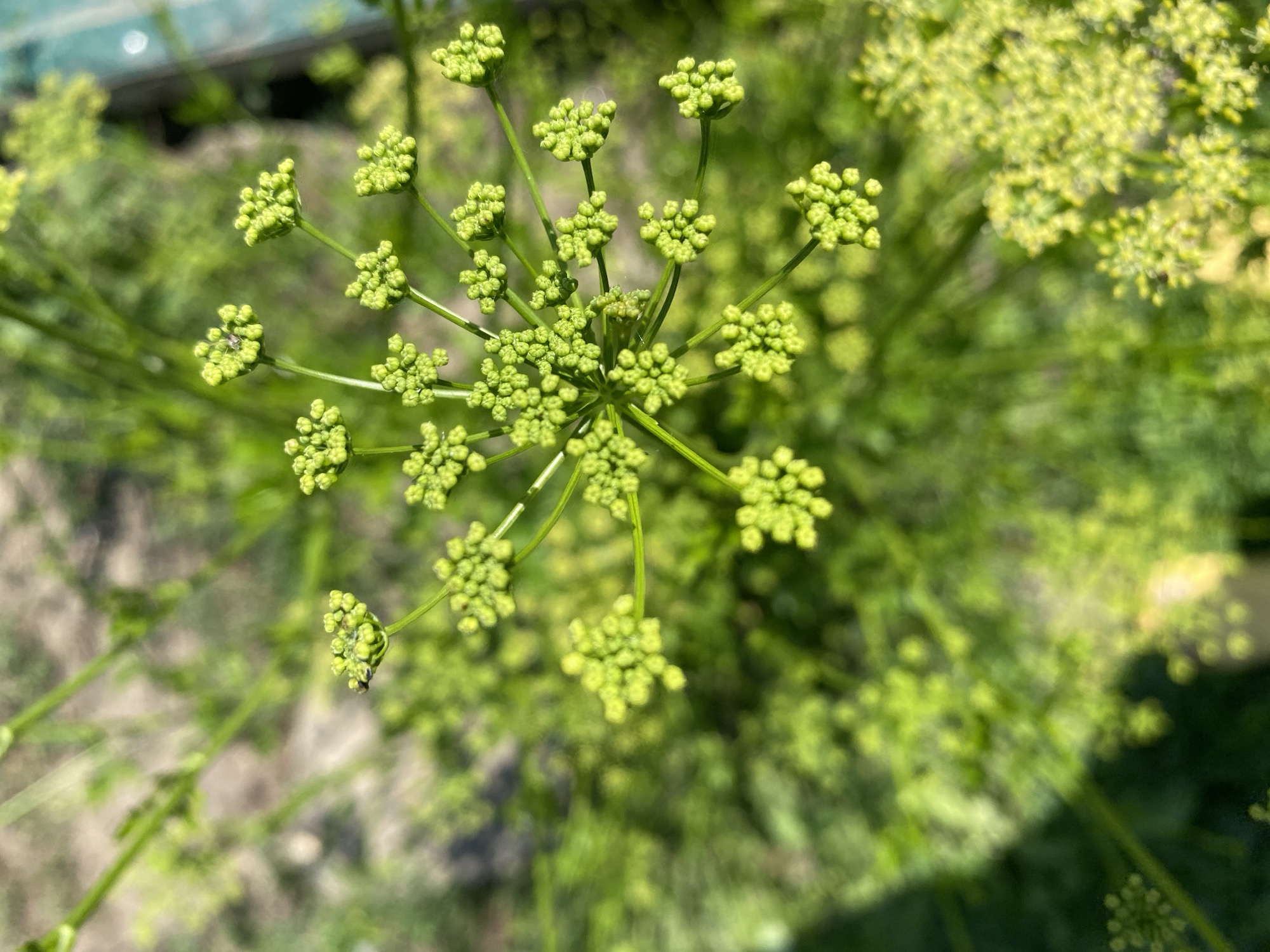 The image shows a close-up, overhead view of a green plant with numerous small, clustered buds. The plant appears to be outdoors, with a blurred background suggesting a garden or natural setting with soil and other greenery. The light suggests it is daytime. One of the buds has a tiny insect on it. There are no people or any identifiable man-made structures.
