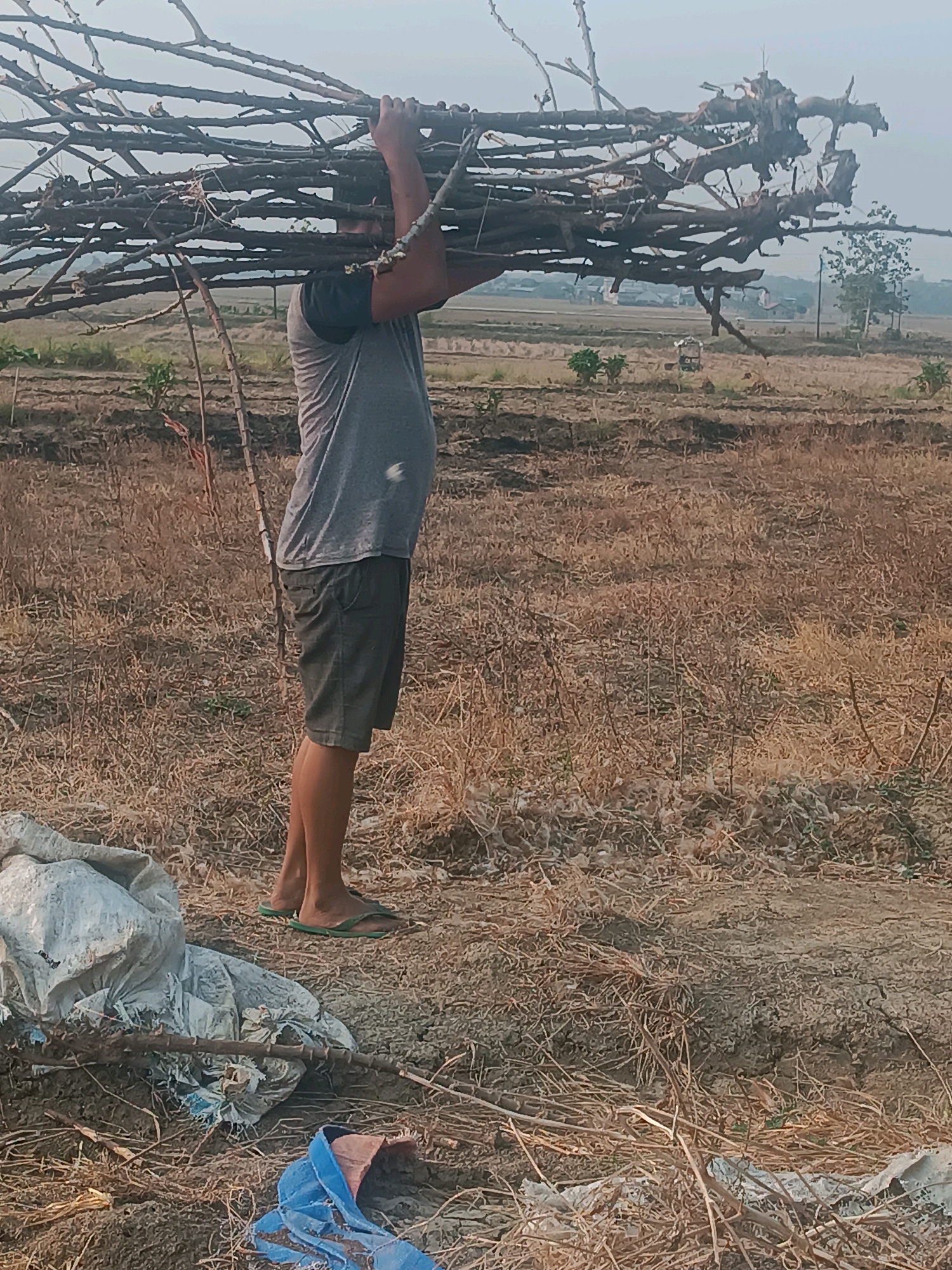 A man in a grey t-shirt and grey shorts carries a large bundle of dried branches on his head. He is standing in a field of dry grass and dirt. In the foreground, there is a white bag and a blue piece of fabric. In the background, there are trees, houses, and a vehicle. The sky is overcast. The scene is likely in Tambakromo, Indonesia, as suggested by the rural landscape and vegetation. The man appears to be engaged in agricultural labor, possibly clearing land or gathering firewood. The overall impression is one of rural life and hard work in a tropical climate.
