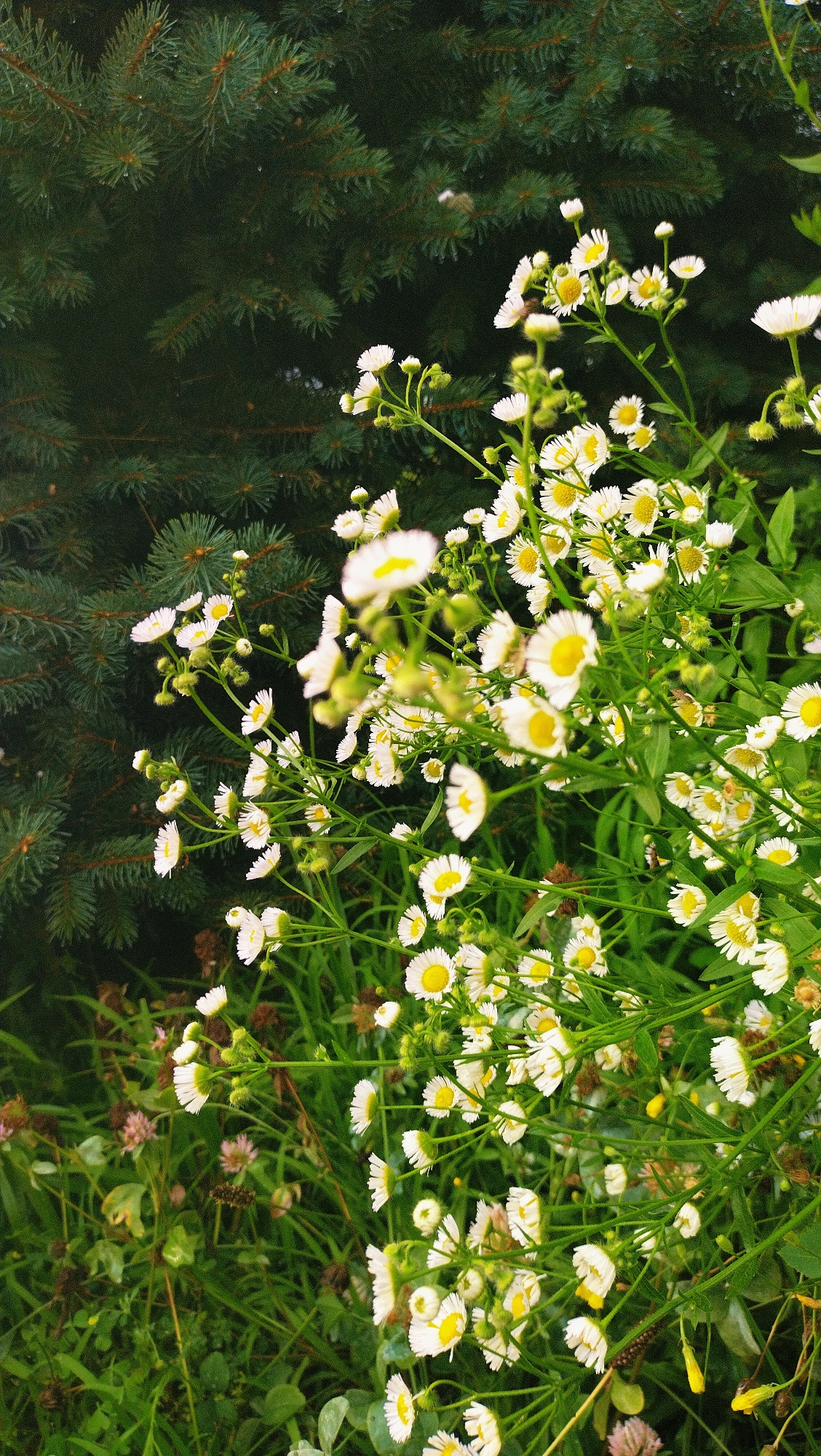 A cluster of small, white wildflowers with yellow centers blooms in the foreground against a dark green background of pine needles. The flowers are delicate and numerous, with thin stems and green foliage. The pine needles are densely packed and form a textured backdrop. The scene appears to be outdoors, likely in a natural setting within the city of Horishni Plavni, Ukraine. There are no people or animals present.