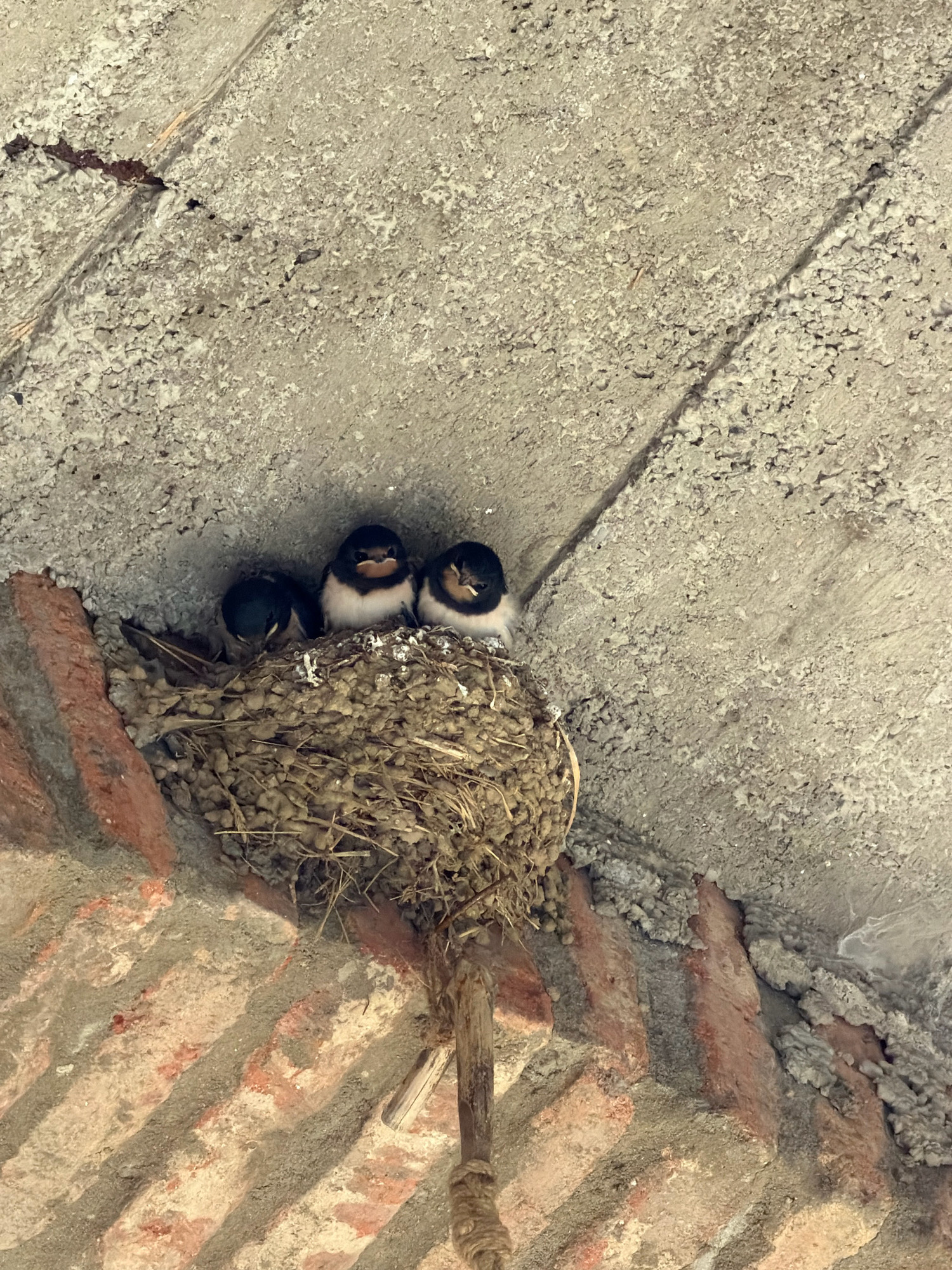 A swallow's nest is situated on a brick ledge beneath a rough concrete overhang, possibly a building's soffit or an underpass. The nest itself is composed of mud and straw, with four young swallows nestled within it. Three of the swallows are clearly visible, with their heads tilted upwards and beaks open, appearing to be waiting for food. One swallow is tucked further into the nest, its head lowered. The background consists of the textured concrete ceiling and the reddish-brown brickwork of the ledge. The scene is lit by natural light, creating soft shadows. The location is identified as being in Tsromi, Georgia.