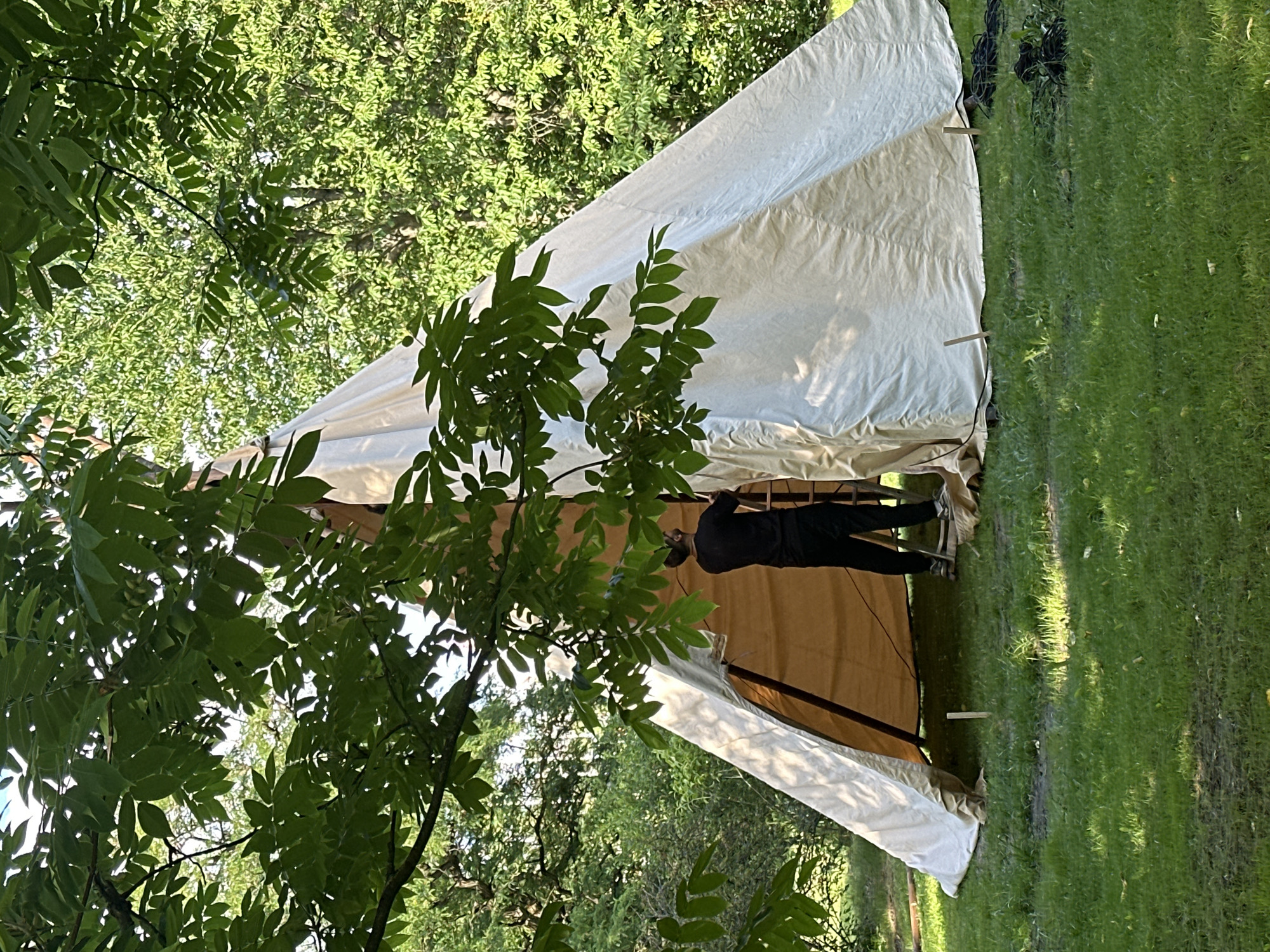 A person in a black shirt and dark pants is standing on a ladder inside a large, light-colored tent, possibly a tipi or a canvas structure. The person is facing away from the camera and appears to be working on the interior of the tent. The tent is set up on a grassy area, with trees and foliage surrounding it, suggesting an outdoor environment. The lighting indicates it is daytime.