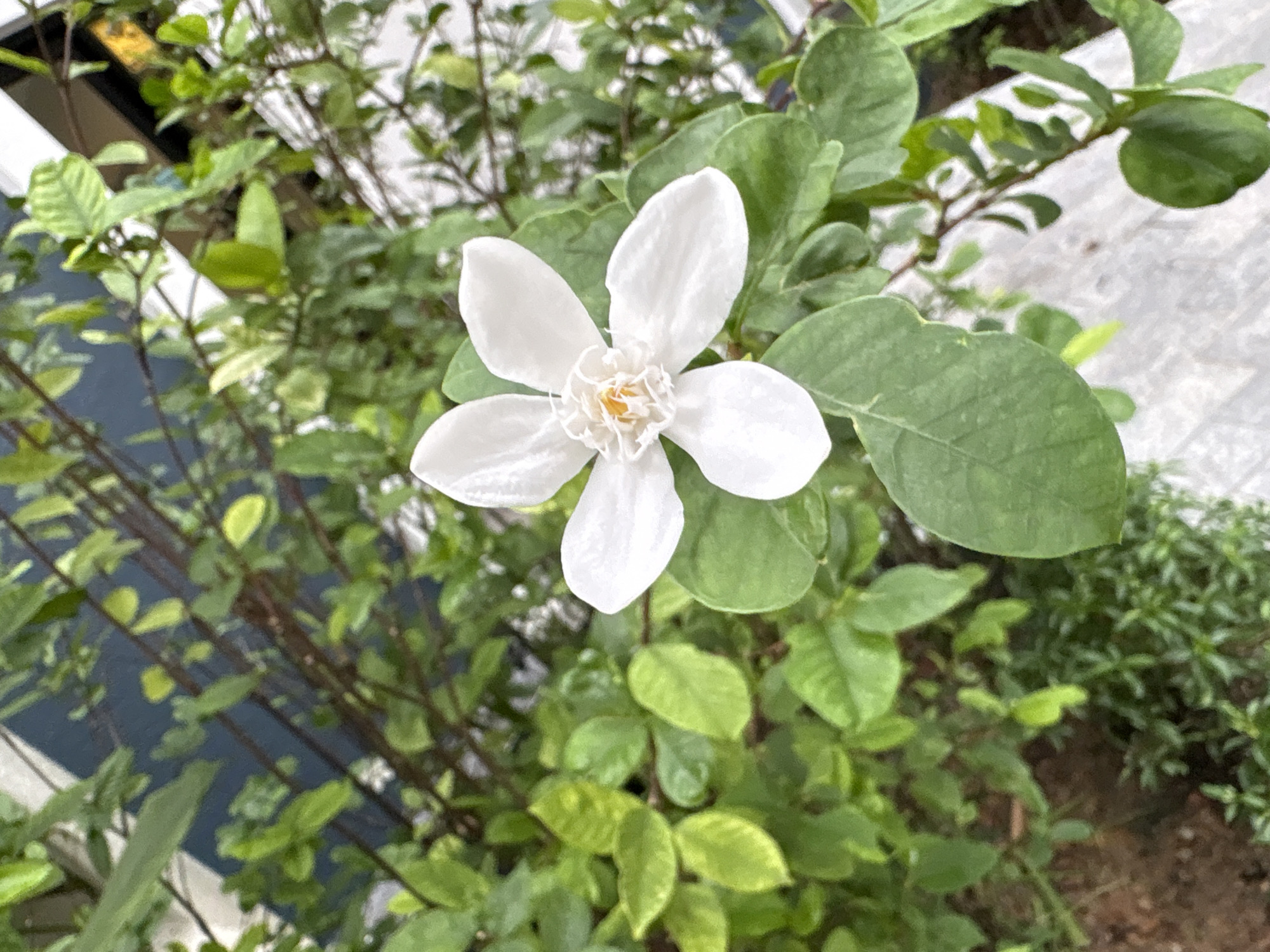 A close-up, eye-level shot captures a single, white, five-petaled flower with a yellow center, blooming amidst lush green foliage. The flower is the primary subject, positioned slightly left of center, with its petals gently unfurling. The surrounding leaves are a mix of light and dark green, with some branches visible throughout the frame. In the background, a dark blue surface with white diagonal stripes is partially visible, suggesting an architectural element, perhaps a wall or fence. The ground beneath appears to be a textured, light-colored surface, possibly concrete or stone. The overall impression is one of nature thriving within an urban environment, with no people or animals present in the scene. The image appears to have been taken in Sakhu, Thailand, though no specific landmark confirms this.