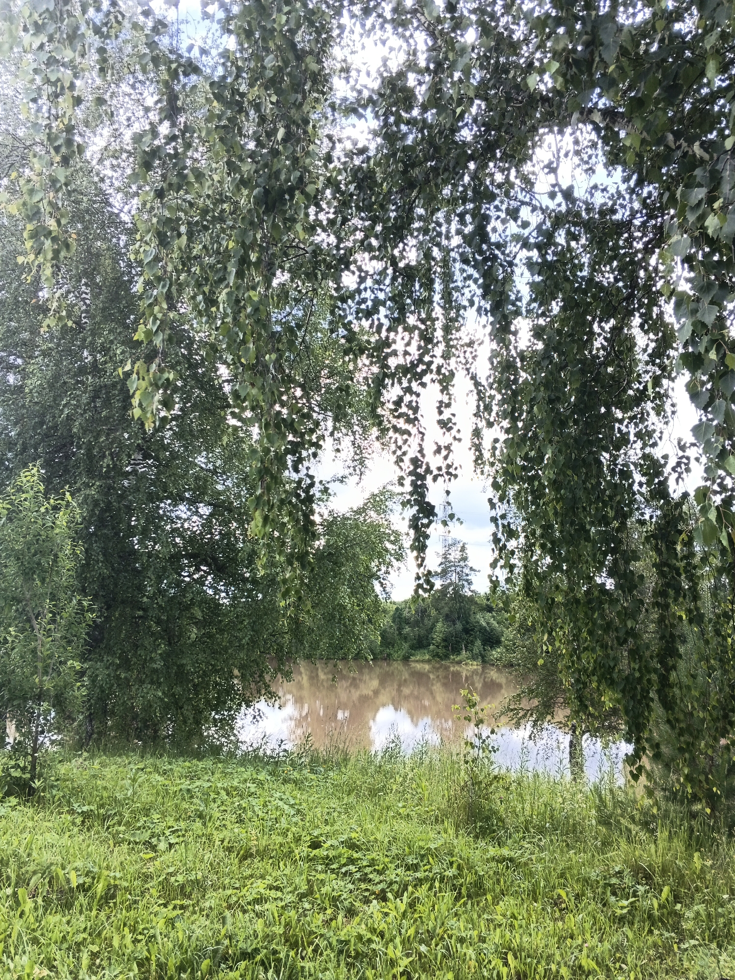 In the city of Medvedevka, Russia, a picturesque natural scene unfolds. The foreground is dominated by lush green grass, vibrant and dense, suggesting a summer season. Towering trees with abundant green leaves frame the view, with some branches, possibly from a birch tree, hanging down into the frame, creating a sense of enclosure. Beyond the verdant expanse of grass and foliage lies a body of water, its surface reflecting the overcast sky and surrounding trees in muted brown and grey tones. The water appears calm, with a gentle ripple. On the far bank of the water, a dense forest of various trees extends into the distance, creating a natural barrier of green. In the distance, a single tall, slender tree stands out against the sky, and further back, a lattice-like structure, possibly a pylon or a tower, is visible, hinting at human presence in the broader landscape. The overall atmosphere is serene and tranquil, a typical representation of a rural Russian landscape.
