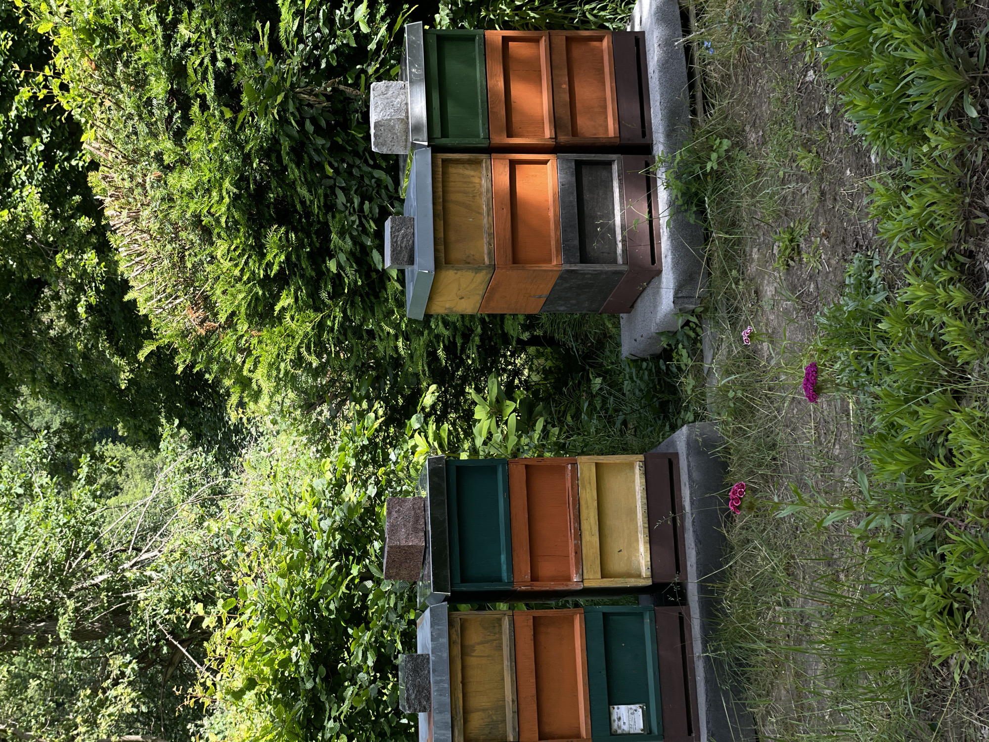 The image shows a natural setting with lush green foliage in the background. In the foreground, there are two stacked beehives on the left and two on the right. Each beehive is multi-colored, with sections in orange, yellow, and green. The tops of the beehives are covered with metal and topped with individual stone blocks. In front of the beehives, there is a patch of grass with a few small pink flowers. The lighting suggests it is daytime, with sunlight filtering through the trees.