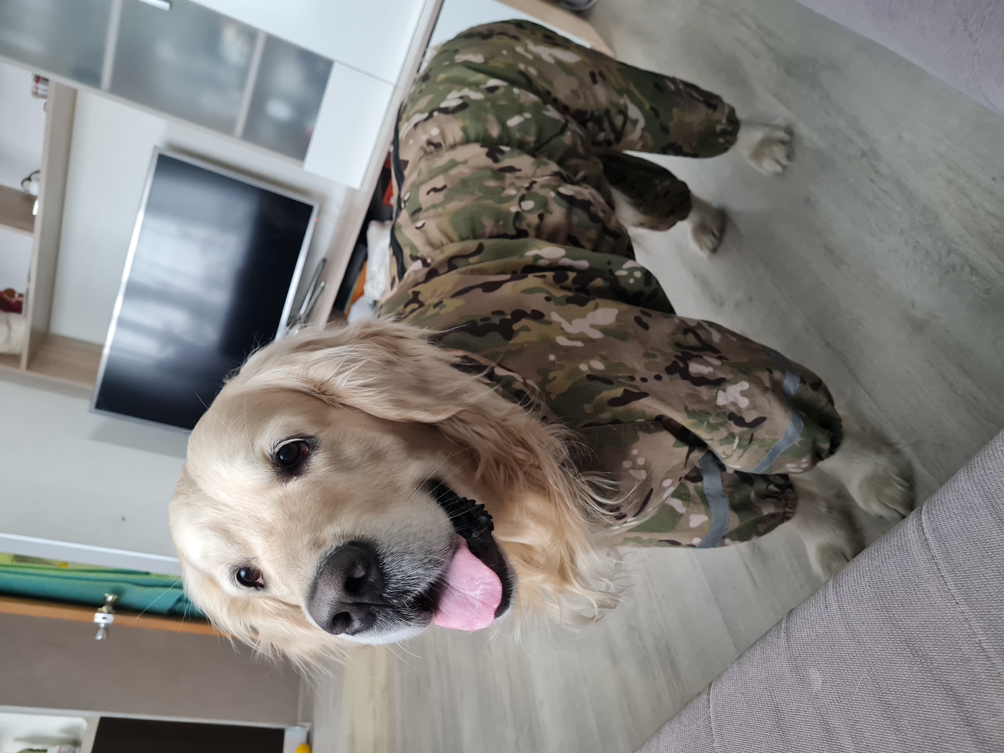 A golden retriever stands indoors, wearing a camouflage outfit. The dog's head is positioned in the foreground with its tongue sticking out. The background features a white cabinet, a television, and light-colored flooring. The dog is standing in what appears to be a living room. There is no indication that this photo was taken in Chaikovsky, Russia.