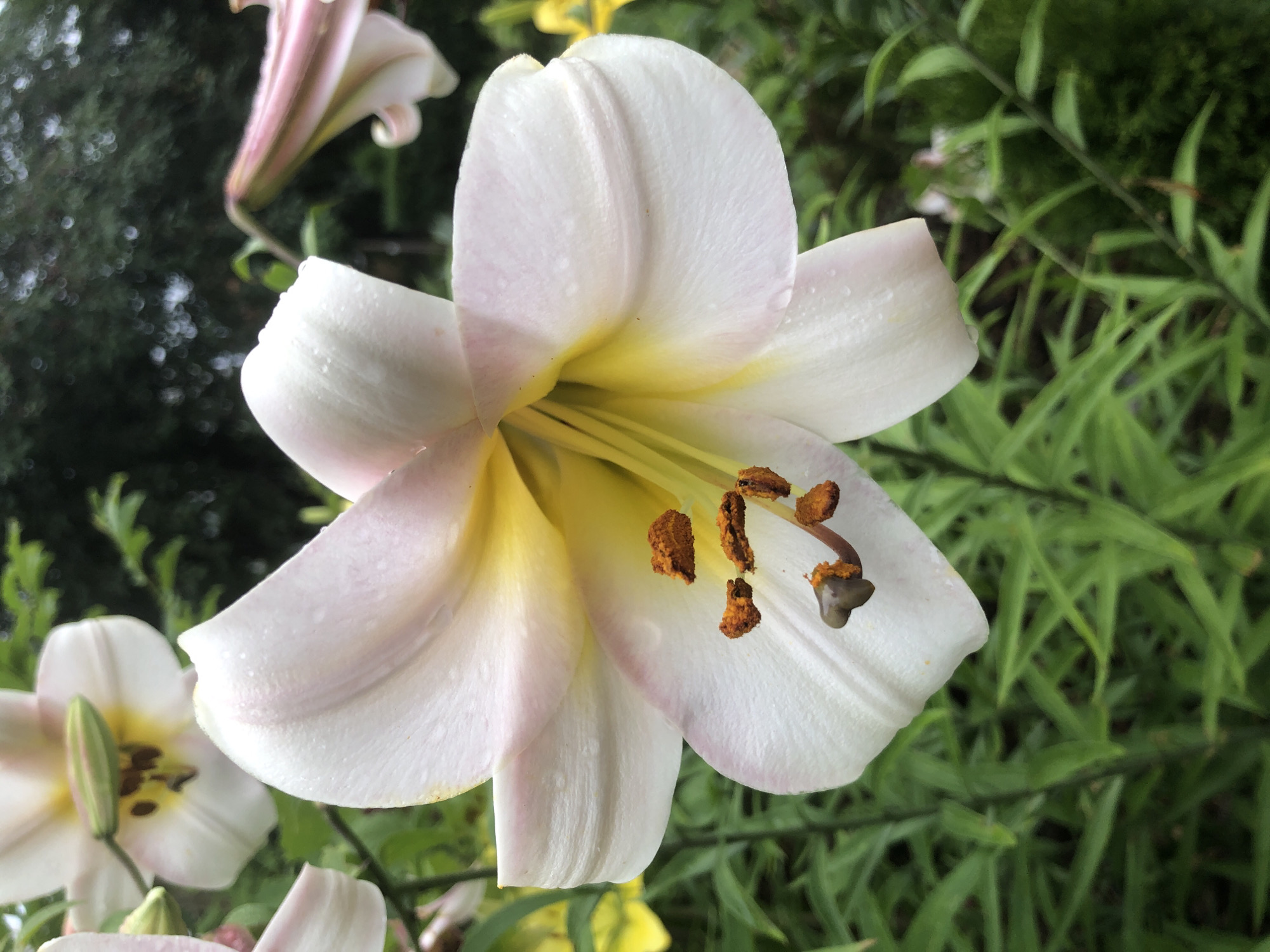 A close-up, eye-level shot focuses on a white lily flower with yellow accents and pinkish edges, covered in water droplets. The flower's pistil and stamens are clearly visible, dusted with orange pollen. In the background, the out-of-focus foliage consists of green leaves and other flowers, including hints of pink and yellow. The lighting suggests an overcast day. The image was taken in Radomyshl, Ukraine.
