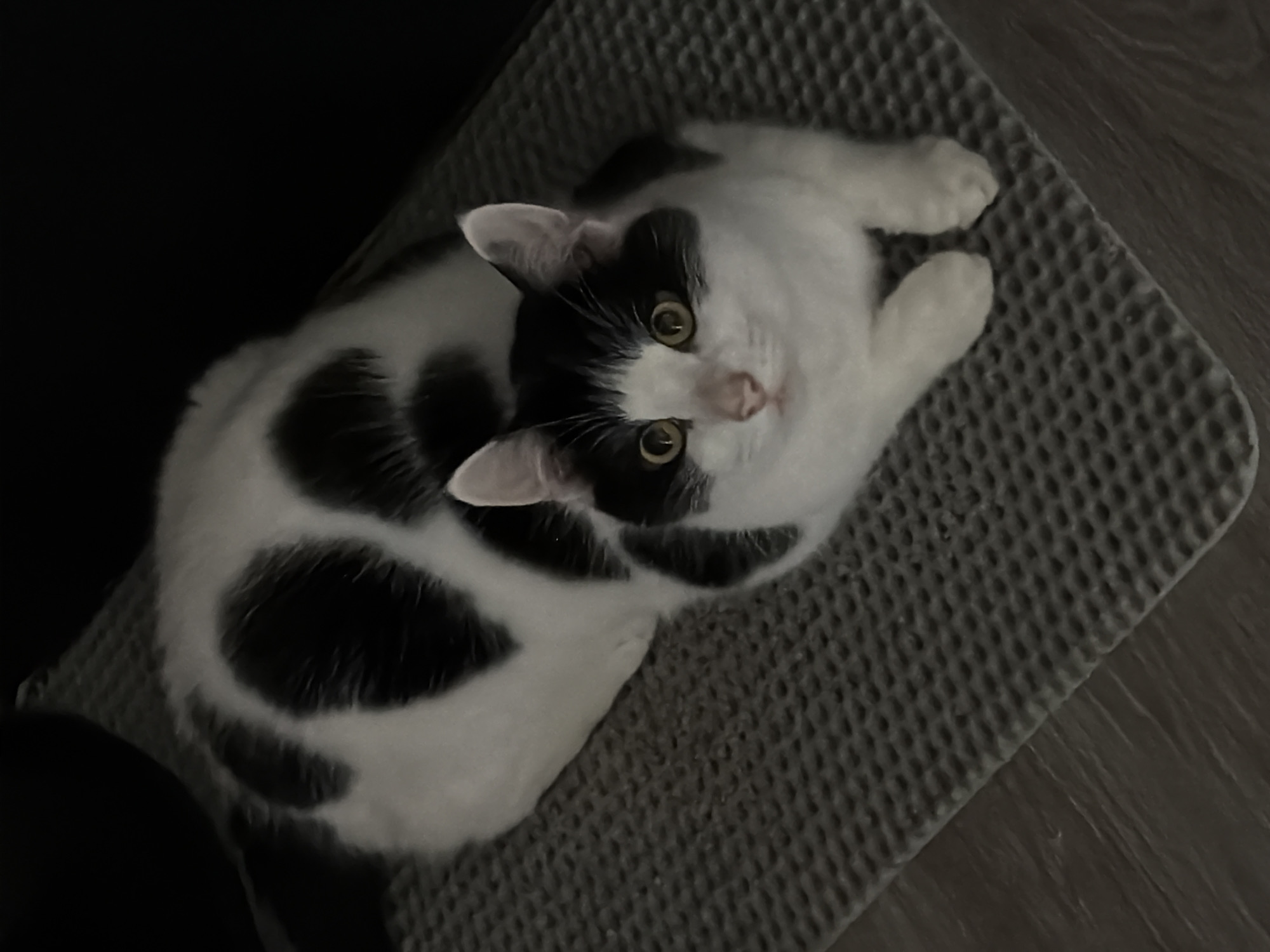 An overhead, slightly angled shot captures a black and white cat lying on a grey, textured mat indoors. The cat, appearing to be a young adult or kitten, has prominent black patches over its ears and around its left eye, with a distinctive black mark on its nose and upper lip. Its right eye is surrounded by white fur. The cat's eyes are a striking yellow-green, and it has a small pink nose. Its fur is primarily white with several large, irregular black spots distributed across its back and sides.
The cat is positioned with its body stretched out on the mat, and its head is turned upwards, looking directly into the camera with an alert and curious expression. The grey mat has a raised, waffle-like pattern. To the right of the mat, a dark, wood-grain or tiled floor is visible. The background to the left of the cat is very dark, almost black, suggesting either deep shadow or an unlit area. The lighting highlights the cat's face and parts of its white fur. There is no visible text in the image.