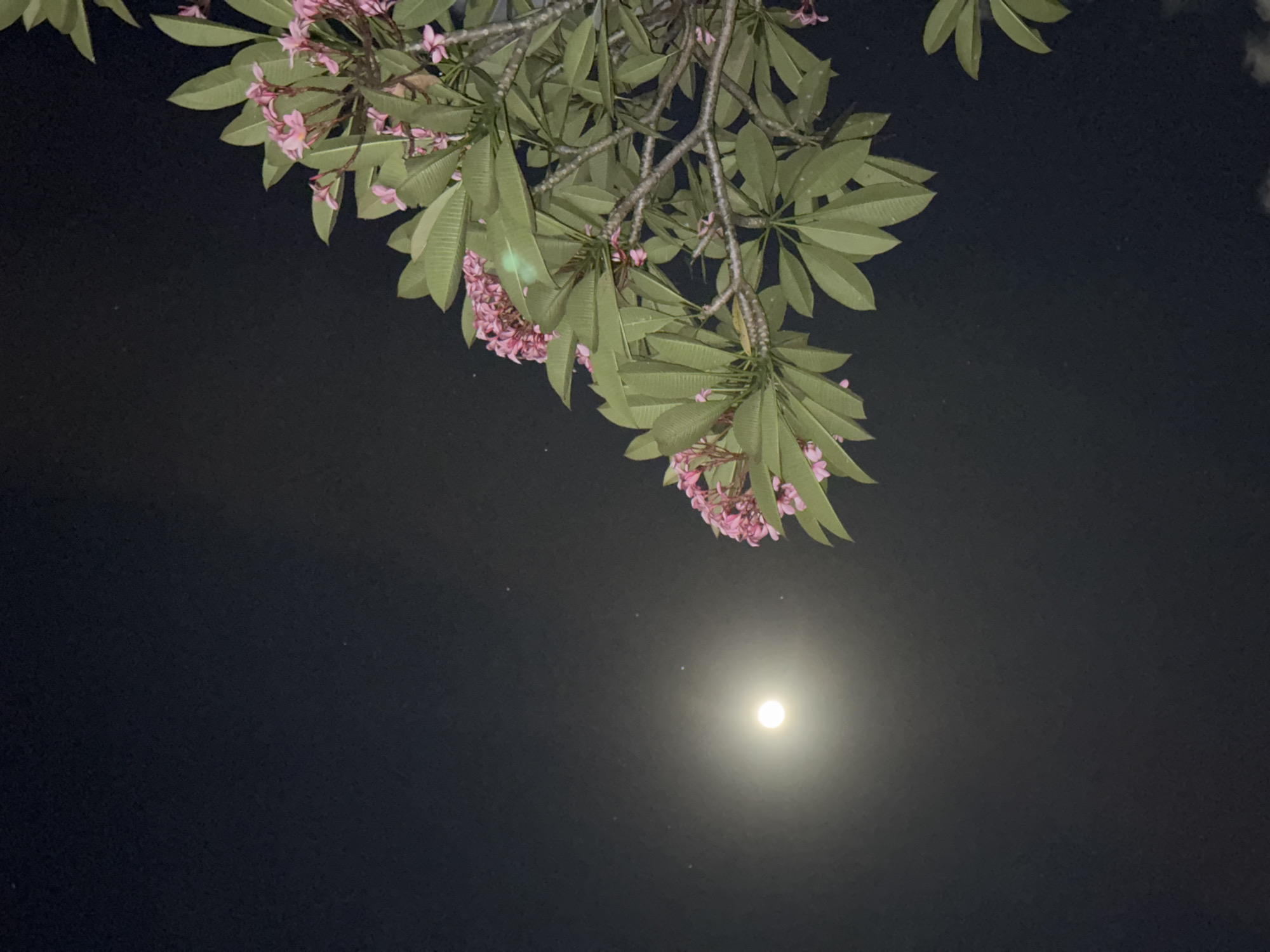 This media file is a nighttime photograph of a frangipani tree branch with pink flowers and green leaves in the foreground. The branch is positioned in the upper left quadrant of the image, extending downwards and to the right. Beneath the branch, a bright, full moon is visible in the dark sky, casting a soft glow. The background is a deep, dark night sky, with a few faint specks of light that might be stars or distant lights. The scene appears to be outdoors, likely in a tropical or subtropical climate given the frangipani tree. The lighting suggests it is nighttime, and the clear sky indicates fair weather. There is no visible text in the image. The overall mood is serene and tranquil. The location context provided is Denpasar, Indonesia, which is consistent with the presence of frangipani trees.