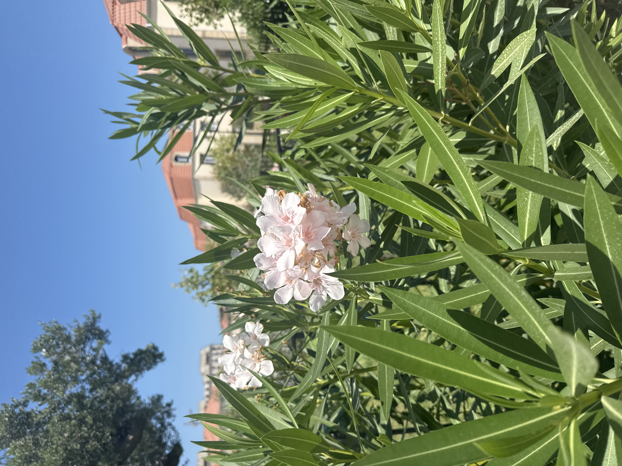 In the foreground of the image, several clusters of pale pink oleander flowers are in bloom, surrounded by abundant, long, green oleander leaves. The flowers are delicate and have multiple petals. In the background, a clear blue sky is visible, with the tops of buildings featuring red tiled roofs and a hint of an olive tree on the left. The scene appears to be an outdoor environment, possibly a garden or park area in Ləhiş bağları, Azerbaijan. There are no people or animals visible in the image.
