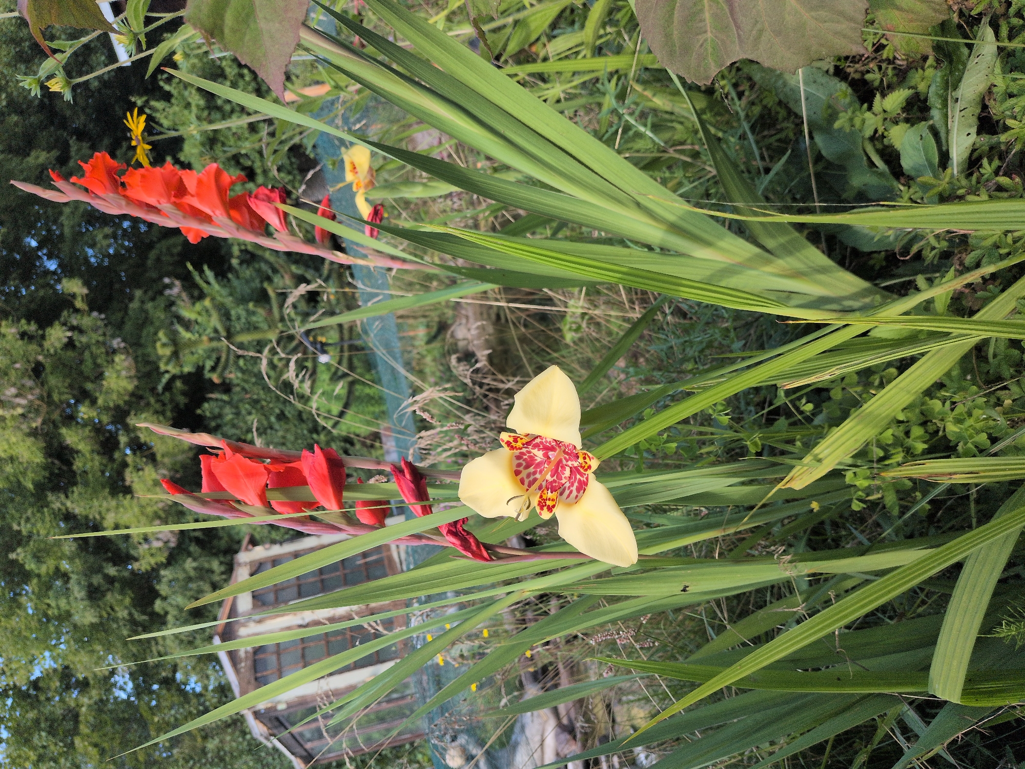 In Brandenburg an der Havel, Germany, a garden scene unfolds. In the foreground, a striking yellow gladiolus flower with red and yellow markings is in bloom, its petals unfurling to reveal intricate details. Behind it, a stalk of bright red gladioli stands tall, with several buds yet to open. The background features a rustic, wooden structure, likely a greenhouse or shed, with glass panes and a weathered appearance. Lush green foliage, tall grasses, and other plants create a natural, uncultivated ambiance. The overall impression is one of a slightly wild, charming garden, perhaps in late summer, with a blend of cultivated flowers and natural growth.
