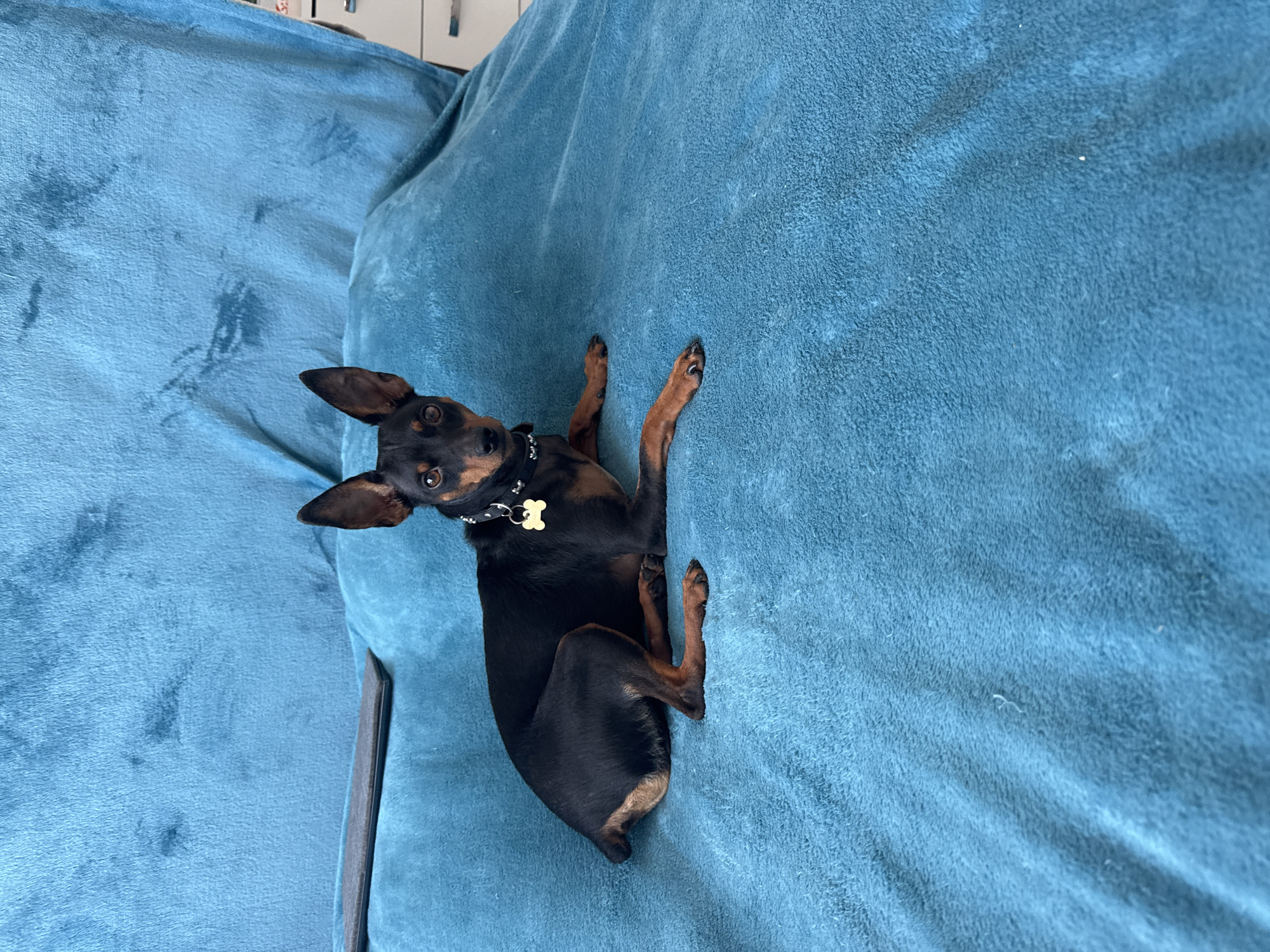 A miniature pinscher dog lies on a bright blue, textured surface. The dog is black and tan with large, upright ears and a distinctive collar with a bone-shaped tag. The dog is positioned on its right side, facing left with its head turned towards the camera. The blue surface appears to be a soft blanket or upholstery. A dark grey object, possibly a remote control, is visible in the background on the left. The environment suggests an indoor setting.