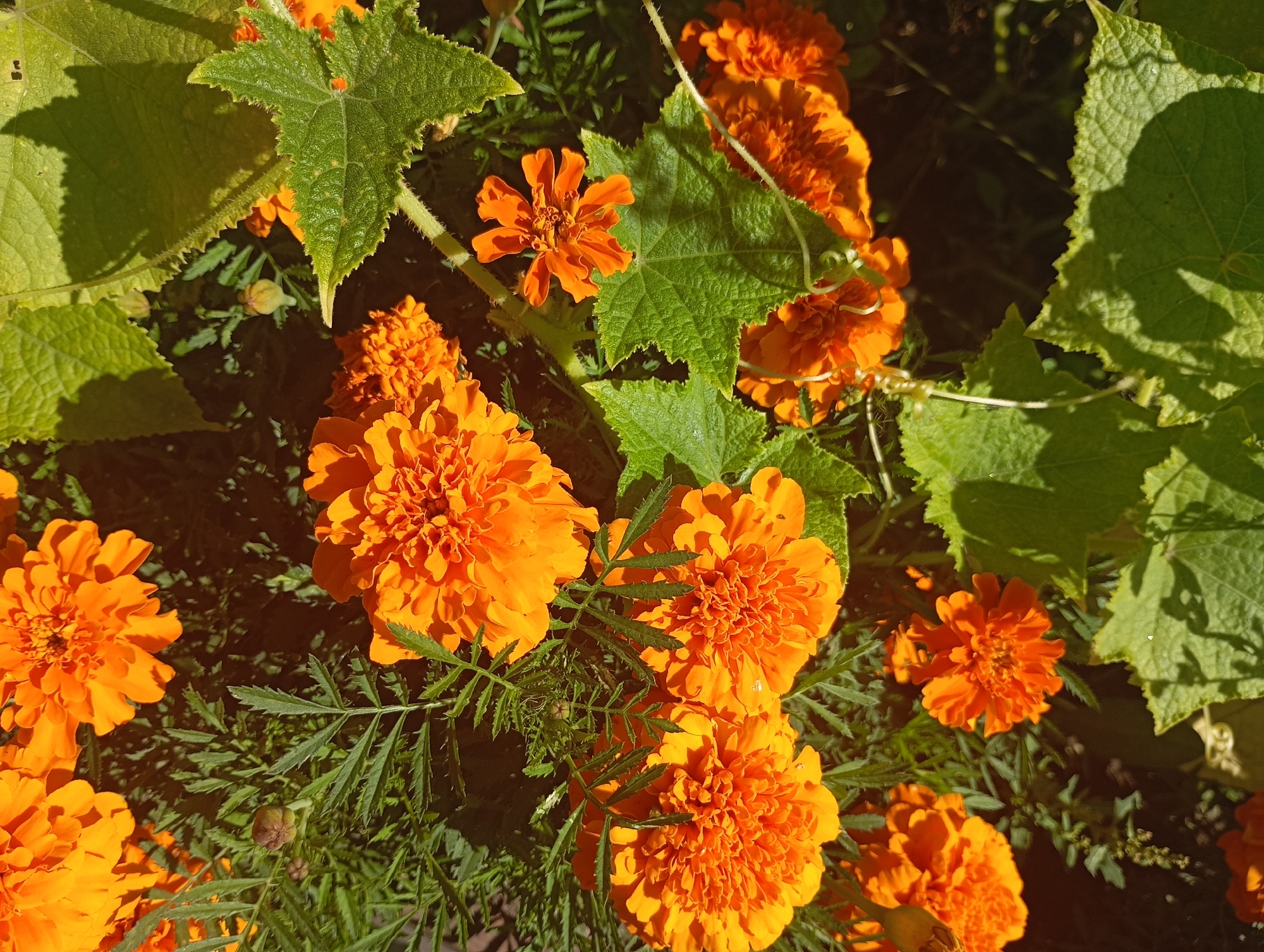 The image shows a close-up view of orange marigolds and green leaves bathed in sunlight. The flowers are in various stages of bloom, with some fully open and others still developing. The leaves are large and textured, with serrated edges. The background is dark and out of focus, suggesting a garden setting. The scene is a natural outdoor environment. There are no people or animals visible in the image. The image does not contain any information that would suggest it is located in the city of Omsk, Russia.
