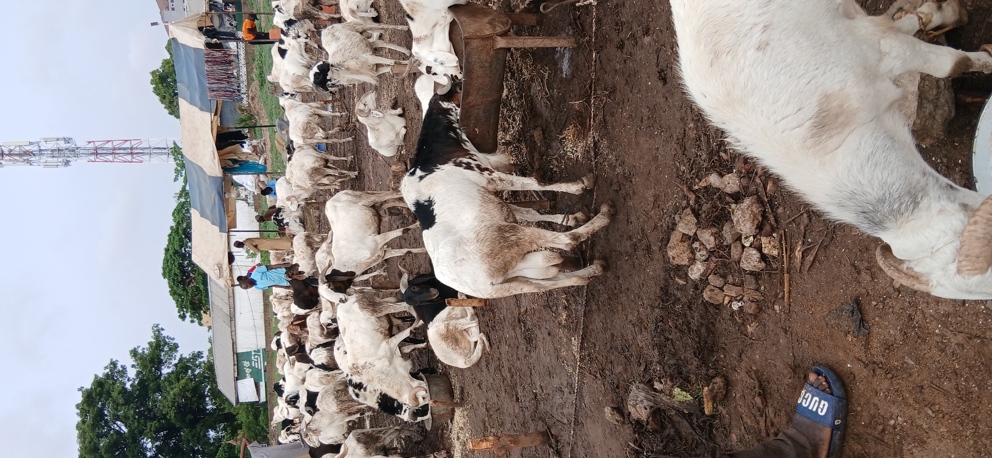 In Unguwar Sarki, Nigeria, a livestock market scene unfolds on a muddy ground. A multitude of predominantly white goats with black markings are gathered, some drinking from elevated troughs. Men are interspersed among the goats, tending to them. A temporary shelter is constructed with fabric or tarpaulin. In the background, a communications tower rises.