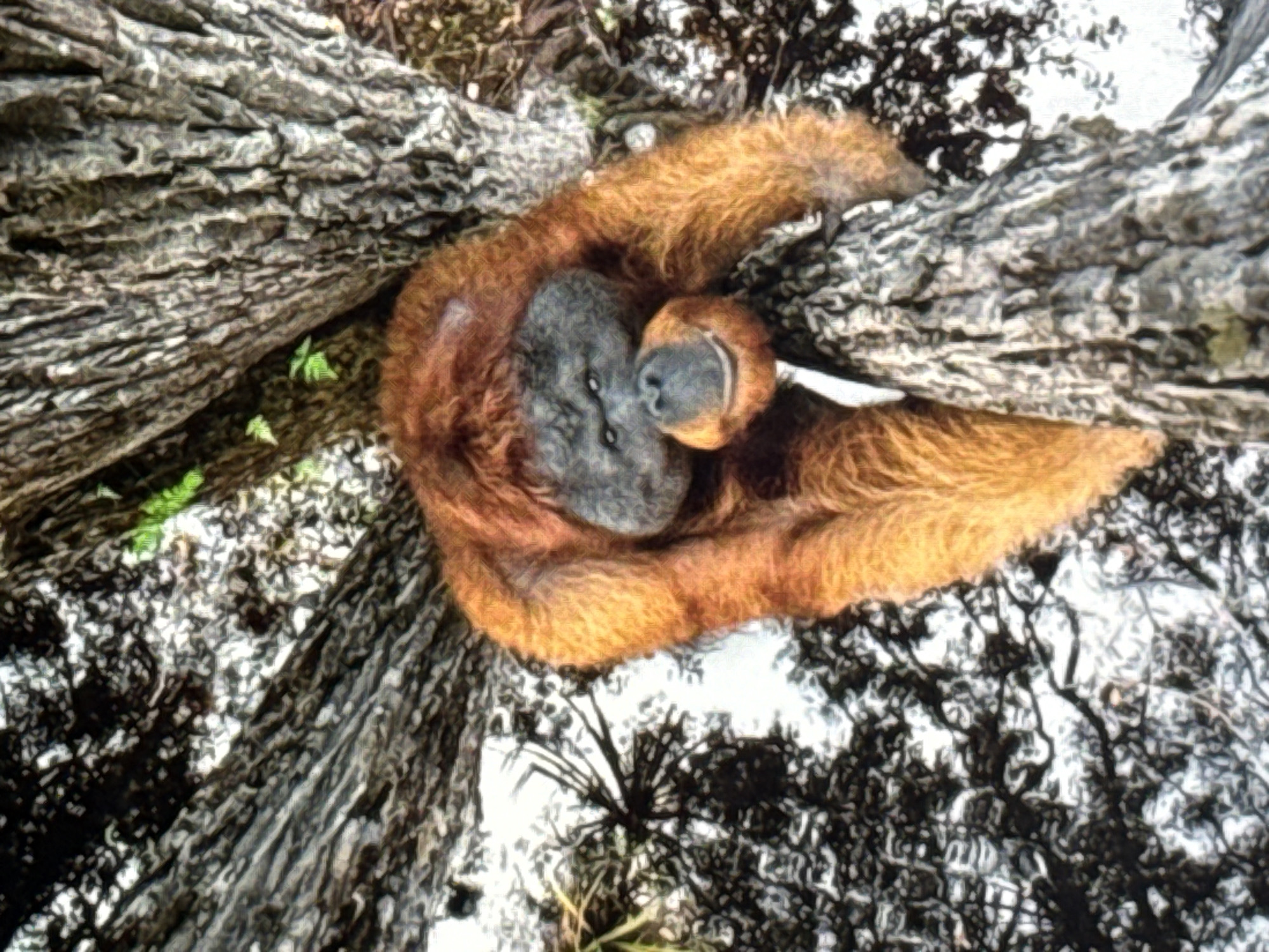 A orangutan is perched on a tree branch, looking at the camera. Its fur is a reddish-orange color, and its face is grey. The orangutan is in a forest, with trees and leaves visible in the background. The image is taken from a low angle, looking up at the orangutan. The lighting is natural, and the image is in focus. This image was taken in Norilsk, Russia.