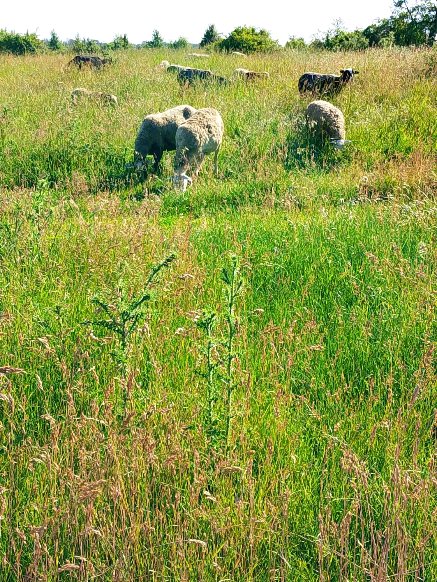 A flock of sheep graze in a grassy field. In the foreground, two sheep with light brown wool are eating grass. Behind them, another sheep with dark wool and white markings on its face is standing. Further in the background, several other sheep, some dark and some light, are spread throughout the field. The environment is a sunlit meadow with tall green grass and some scattered trees in the distance. The scene appears to be in a rural setting, possibly a pasture.