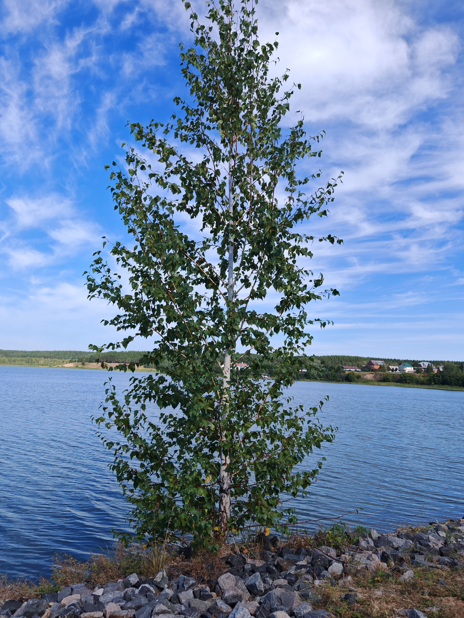 The image depicts a serene lakeside view in Chernakovo, Russia. A solitary birch tree stands prominently in the foreground, its green foliage reaching towards a vivid blue sky dotted with wispy white clouds. The tree is situated on a rocky shore, with the calm, rippling surface of the lake stretching out behind it. In the distance, a lush green treeline borders the far bank of the lake, beyond which a cluster of houses with red and green roofs can be seen, suggesting a small settlement. The overall impression is one of natural tranquility and a peaceful rural setting.