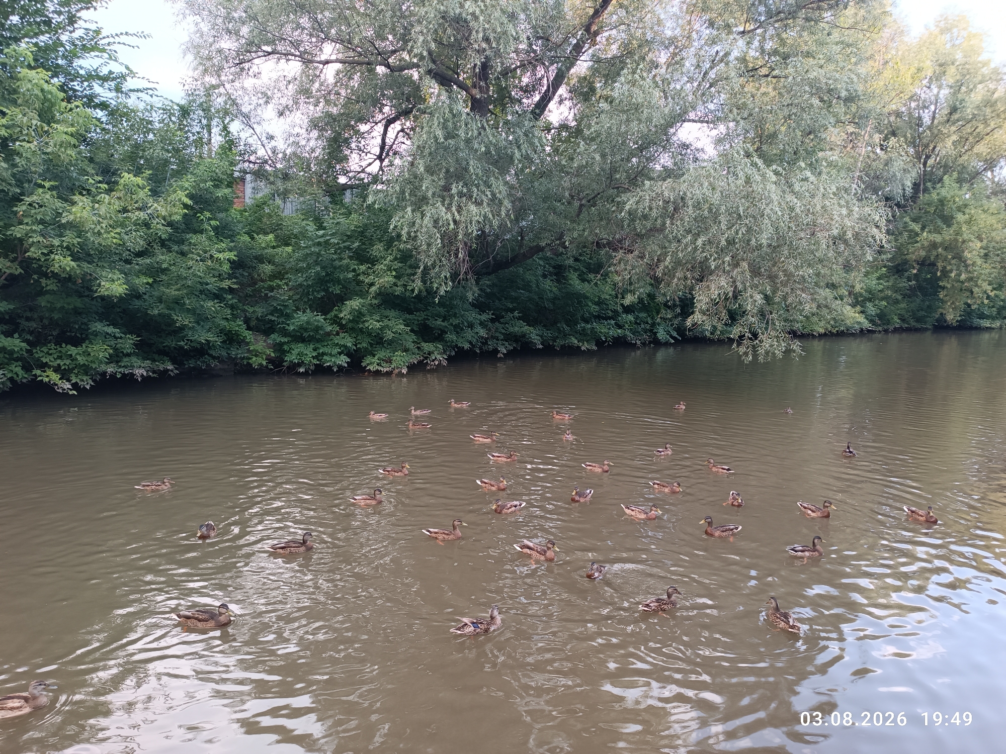 A flock of mallard ducks swims in a muddy brown canal, surrounded by lush green trees and foliage. The canal water is calm with ripples from the ducks' movements. In the background, a dense growth of trees and shrubs lines the opposite bank, with some buildings partially visible through the foliage. The sky above is overcast with a pale light. The timestamp "03.08.2026 19:49" is visible in the lower right corner of the image.