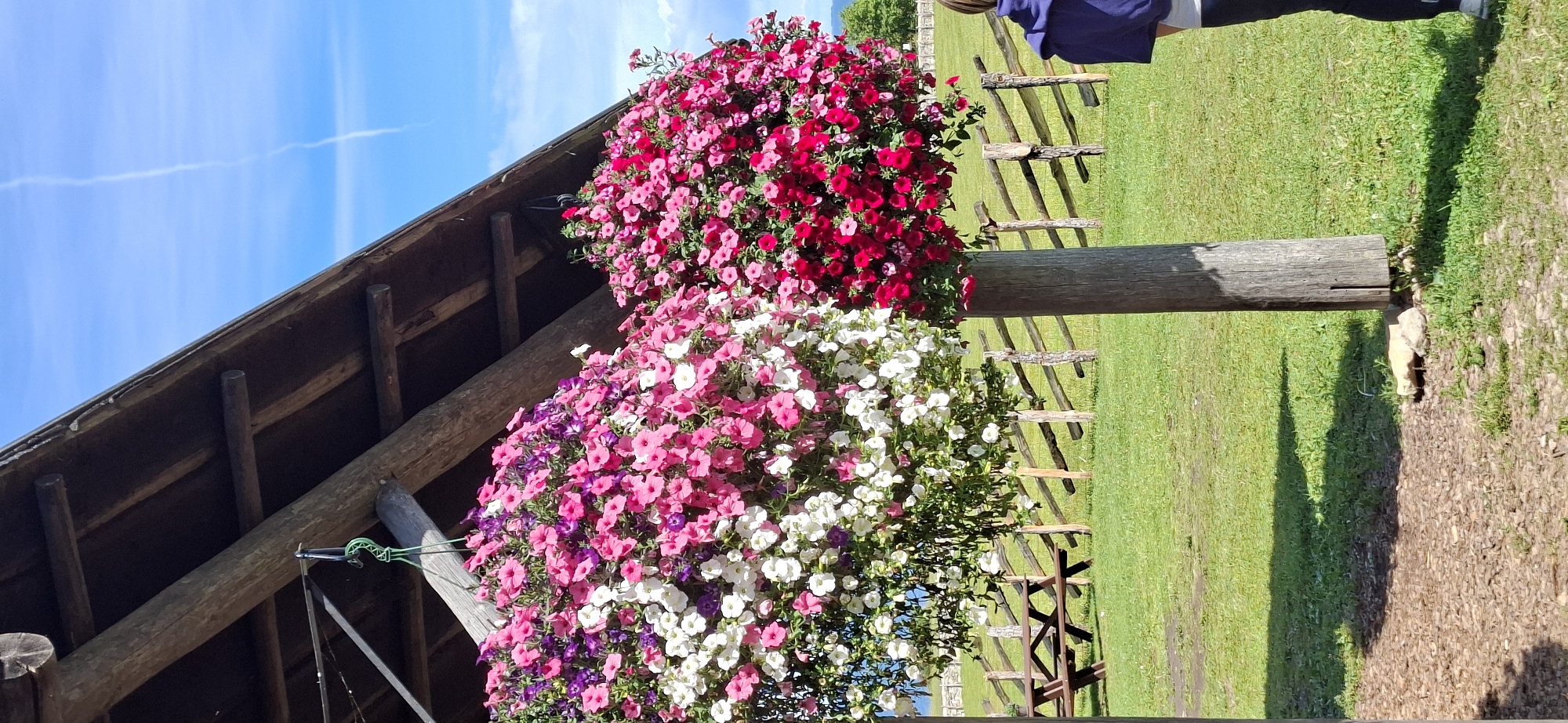 The image depicts an outdoor scene under a rustic wooden shelter with a sloped roof, likely a picnic area or pavilion, situated in Panga, Estonia. Two large, overflowing hanging baskets of colorful petunias, one primarily pink and white, and the other deep pink and red, are prominently displayed, suspended from the shelter's structure and supported by a wooden post.
The ground beneath the shelter is a mix of wood chips and grass. Beyond the shelter, a grassy field stretches out, bordered by a rustic wooden fence. In the mid-ground, a wooden picnic table is visible. The background shows rolling green hills under a bright blue sky with wispy white clouds. A contrail from an aircraft is faintly visible in the sky.
To the right side of the image, a person wearing a dark blue hooded jacket and dark pants is partially visible, standing in the grassy area. Their back is mostly to the camera, and they appear to be looking away from the flower arrangements. The overall atmosphere is one of a pleasant, sunny day in a rural or park-like setting.