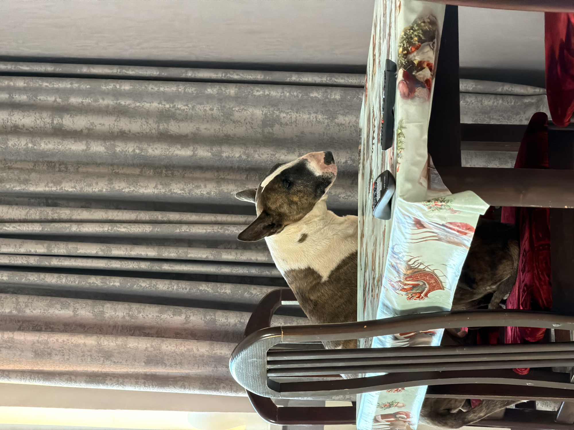 This scene is located in a residential setting in Chaikovsky, Russia. A brindle and white Bull Terrier dog is positioned at a dark wooden dining table, with its upper torso visible above the light-colored tablecloth. The dog is looking towards the left side of the frame, showcasing its distinct head shape, pointed ears, and a black and pink snout. A second brindle dog, likely another Bull Terrier, is partially visible beneath the table, resting on a red velvet chair cushion; its tail and hindquarters are discernible.
The dining table is covered with a patterned tablecloth featuring festive designs of Santa's sleigh and evergreen elements. On the tablecloth, two black remote controls are present; one is fully visible with the label "WIRE," while the other is partially obscured behind it. To the right, a crumpled item, possibly a napkin, is seen with traces of a multicolored food item, suggesting remnants of a dessert.
The background consists of two layers of curtains. A sheer, lighter curtain allows soft light from a window on the far left. The main curtains are thick, textured, and grey, featuring a subtle abstract pattern. A plain, light grey wall borders the right side of the frame. The wooden dining chairs have vertical slats and appear well-used, with some visible wear on their surfaces. The overall environment suggests an inhabited domestic dining area.
