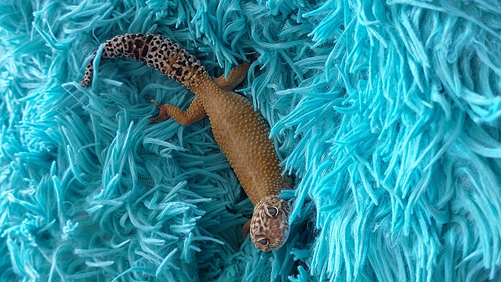 A leopard gecko is pictured lying on a fluffy, teal-colored surface. The gecko's body is elongated, with its head facing towards the left of the frame. Its skin is primarily a pale yellow with distinct brown spots, especially prominent on its tail which curves upwards. The gecko has dark eyes and a slightly upturned snout. The teal surface appears to be a carpet or fabric with long, shaggy fibers that create a textured, somewhat chaotic background. The lighting is soft, highlighting the gecko's texture and the depth of the fluffy surface. There is no indication of the location being in a city in Russia, or any specific urban environment.
