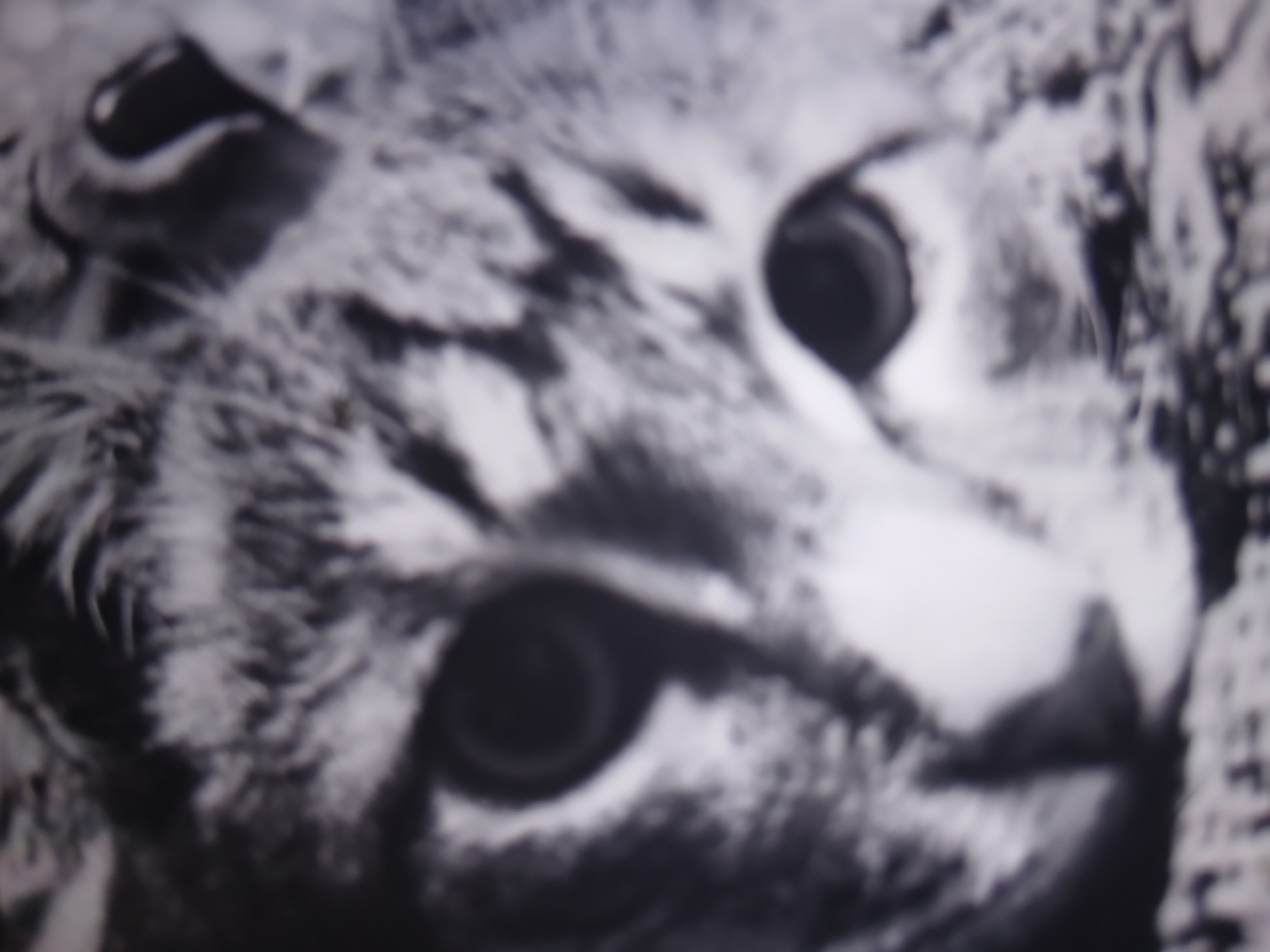 A black and white, blurry, close-up, headshot of a cat's face is captured. The cat's eyes, a dark color with lighter pupils, are the most defined features. The whiskers are not clearly visible due to the blur. The cat's fur appears to be striped or mottled in shades of gray. The background is indistinguishable. The image is undated and was taken in Unknown, Unknown.