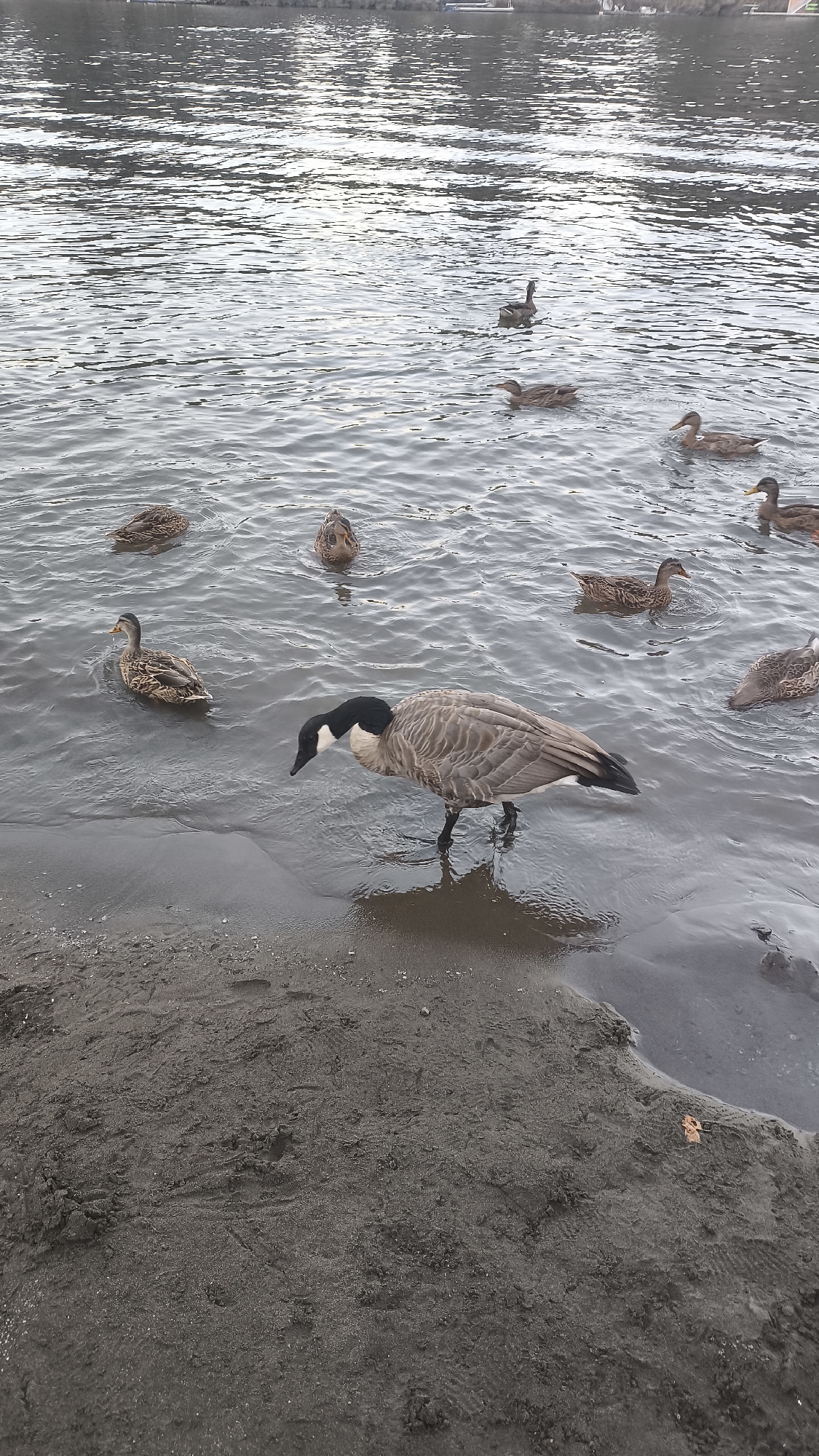 A Canadian goose walks at the edge of a body of water, partially on the sandy shore and partially in the water. Several ducks are swimming in the water behind the goose. The water is calm with light ripples, reflecting the overcast sky. The shore is dark and sandy with some footprints visible. In the background, across the water, a hazy shoreline with some structures is visible. The image appears to be taken at the Lake Oswego waterfront in Lake Oswego, Oregon, United States of America.