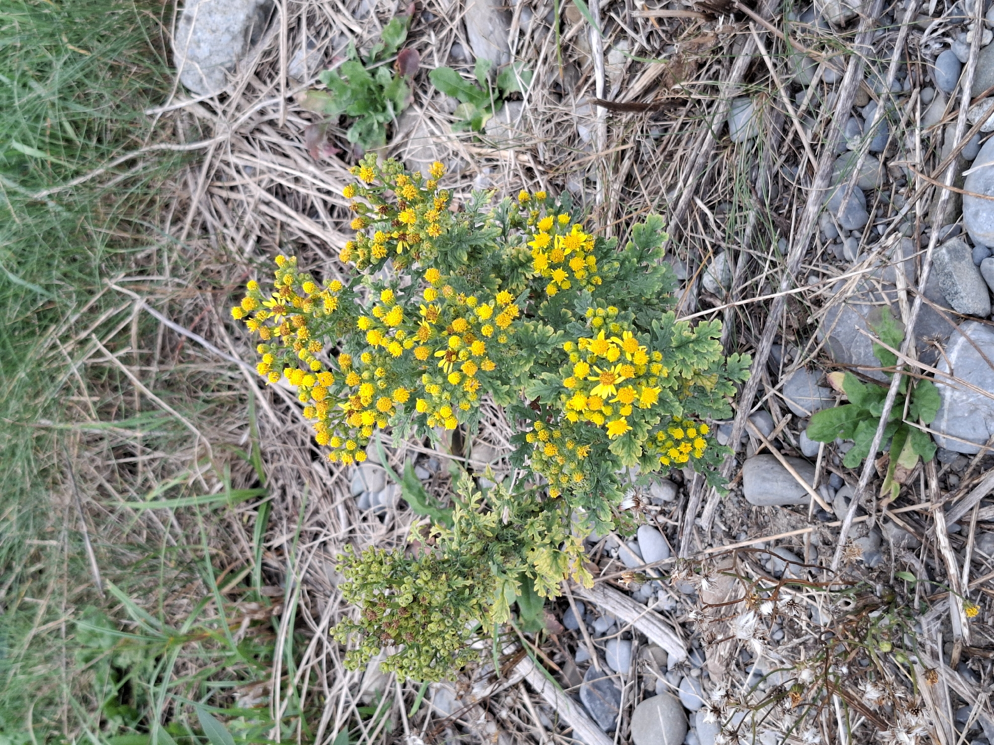 A close-up, eye-level shot features a flowering plant with numerous small yellow blossoms and green, serrated leaves, situated among dry grasses, twigs, and grey river stones. The plant is positioned centrally in the frame, with its bright yellow flowers dominating the upper right portion. To the left of the flowering plant, a smaller, less developed plant with green buds and pale green leaves is visible. The background consists of dry, light brown grasses and some green blades of grass. The ground is covered in a mix of grey stones of varying sizes and dried plant debris. The lighting is natural and diffused, suggesting an outdoor environment, possibly near a riverbank or a rocky, overgrown area. There are no people or animals visible in the image. The scene depicts a natural, untamed setting. The location is identified as Rothenburg, Switzerland.