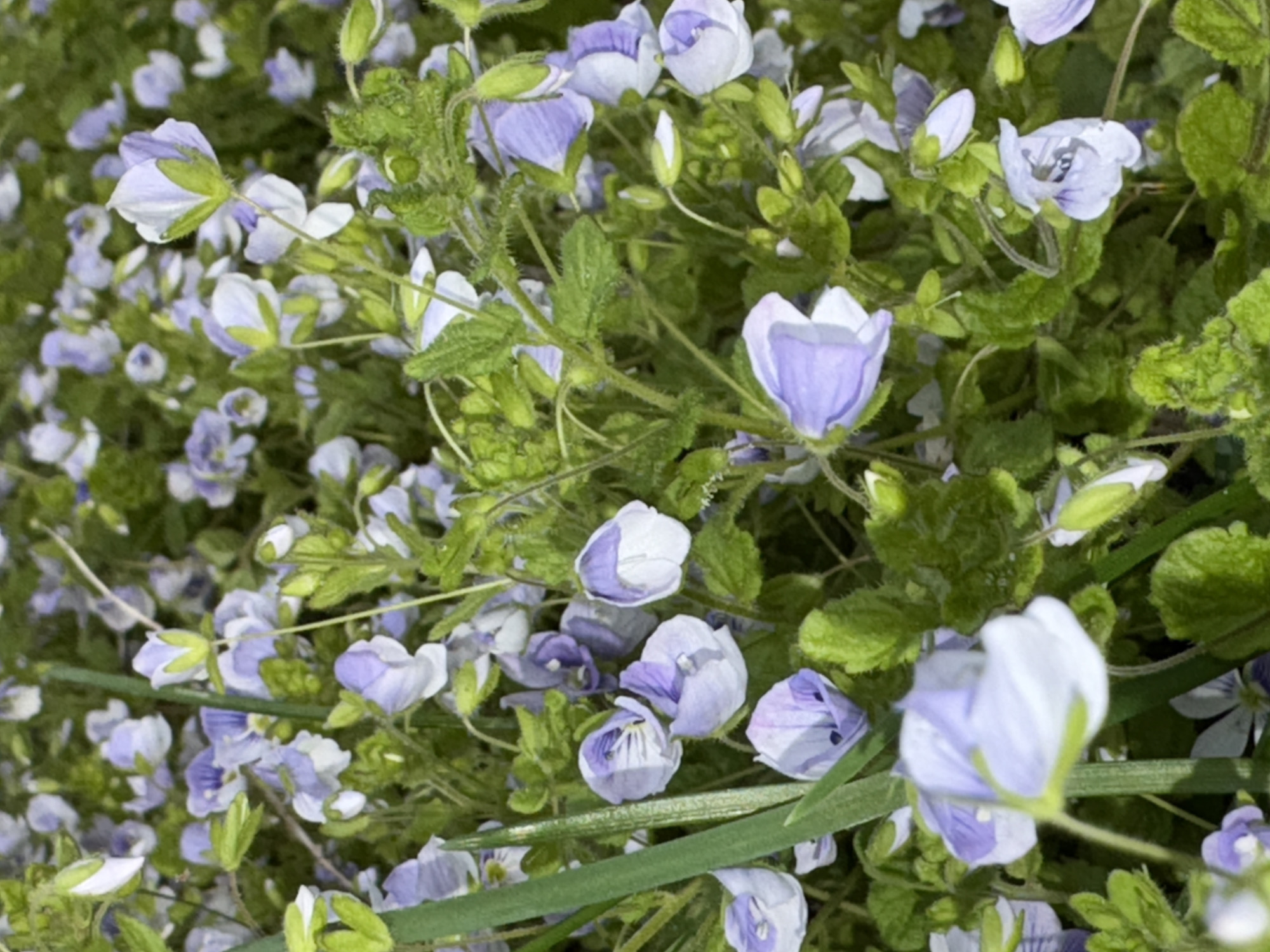 The image shows a dense patch of small, light purple and white flowers amidst green foliage. The flowers are numerous and appear to be in full bloom, with some buds also visible. The surrounding leaves are textured and provide a backdrop for the blossoms. The image does not provide enough information to locate the scene in Chaikovsky, Russia, or to identify any people, specific objects, actions, or interactions within the environment.