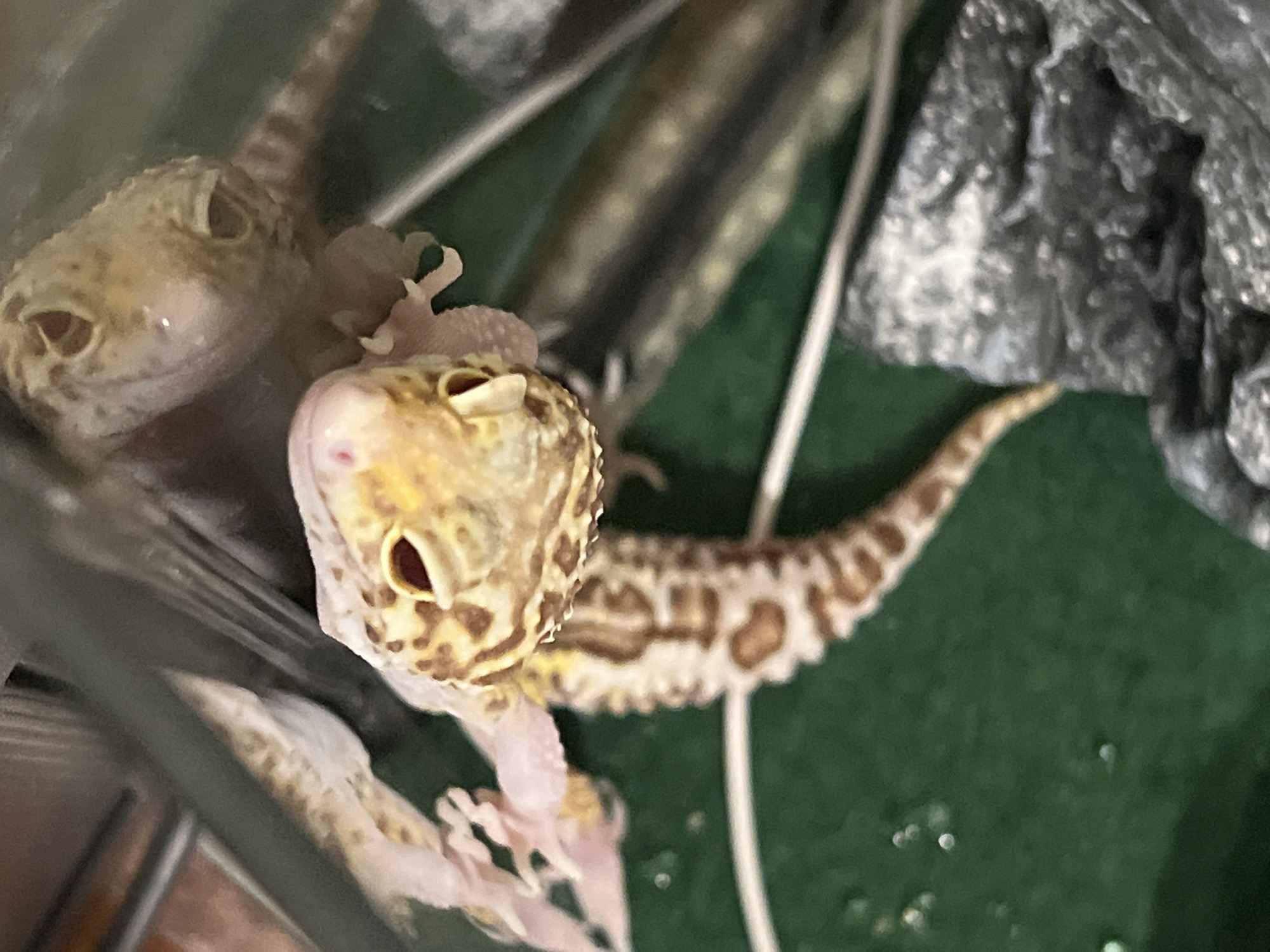 A leopard gecko with brown spots on a yellow background is in a tank with green carpeted floor and some decor including a grey colored item. Another gecko is partially visible in the upper left. The location is not discernible from the image.