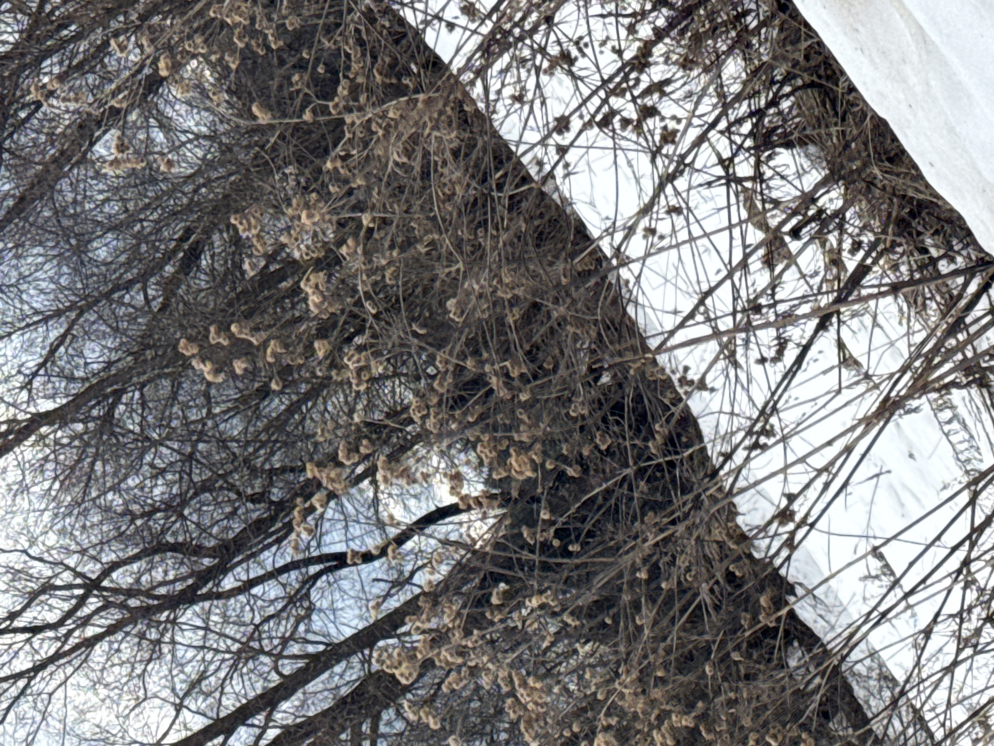 The image depicts a winter scene in Кемуль, Russia. Bare tree branches, some with lingering dried seed heads, fill the majority of the frame. Patches of snow are visible, particularly on what appears to be a building structure in the upper right. The sky is overcast, visible through the dense network of branches.