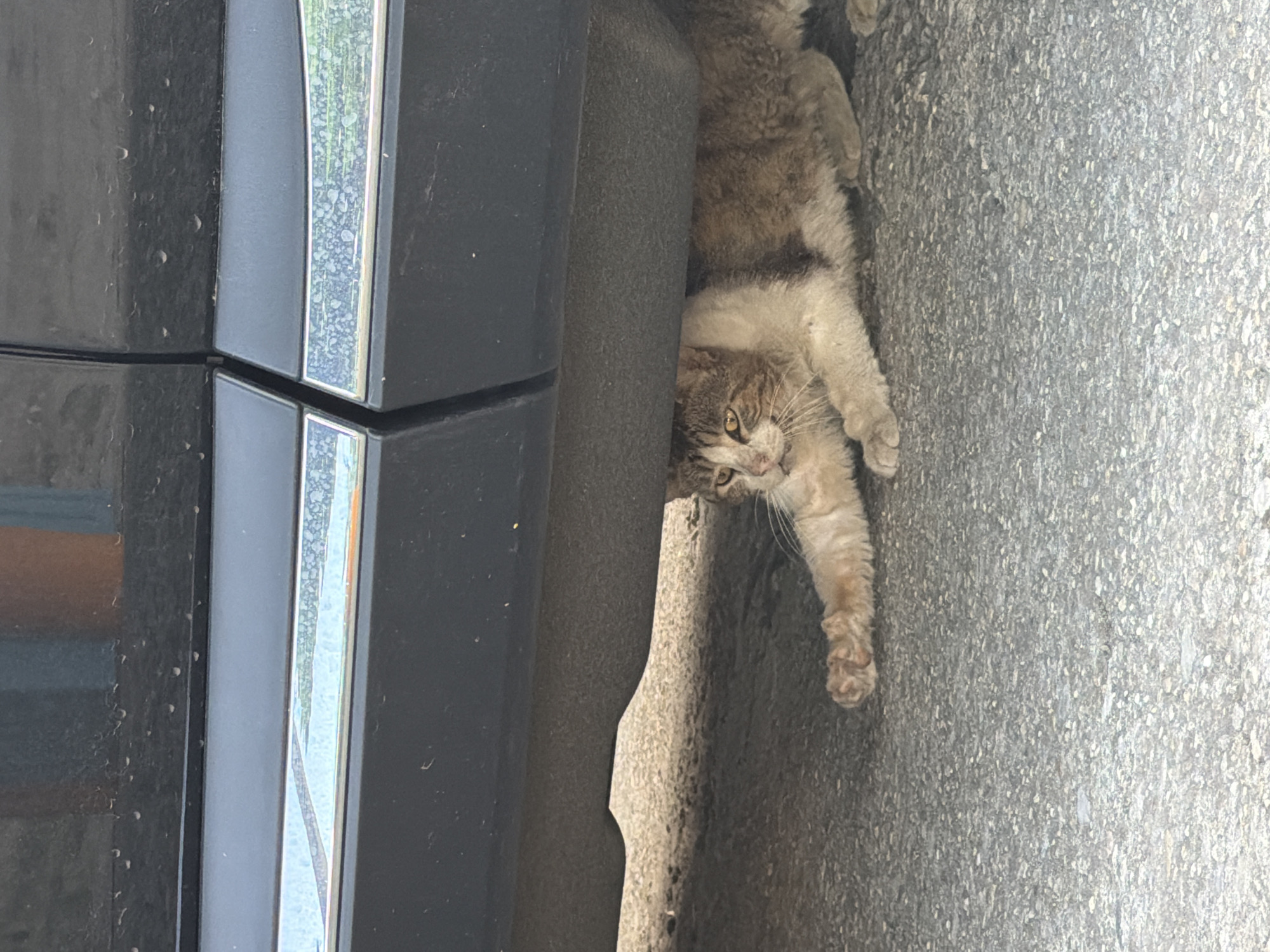 A medium shot captures a cat seeking refuge under a parked dark-colored vehicle, its body elongated in a relaxed yet watchful posture. The cat, with a mix of brown, white, and dark grey fur, has its front left paw extended towards the camera. Its amber eyes are alert, and its gaze is directed slightly to the left. The car's undercarriage and the lower portion of its dark body are visible, with a chrome trim accent running horizontally along the side. The ground beneath the car and cat is asphalt, showing texture and minor debris. The scene is set outdoors, with the lighting suggesting daytime. No humans are directly visible. The location is Pazardzhik, Bulgaria.