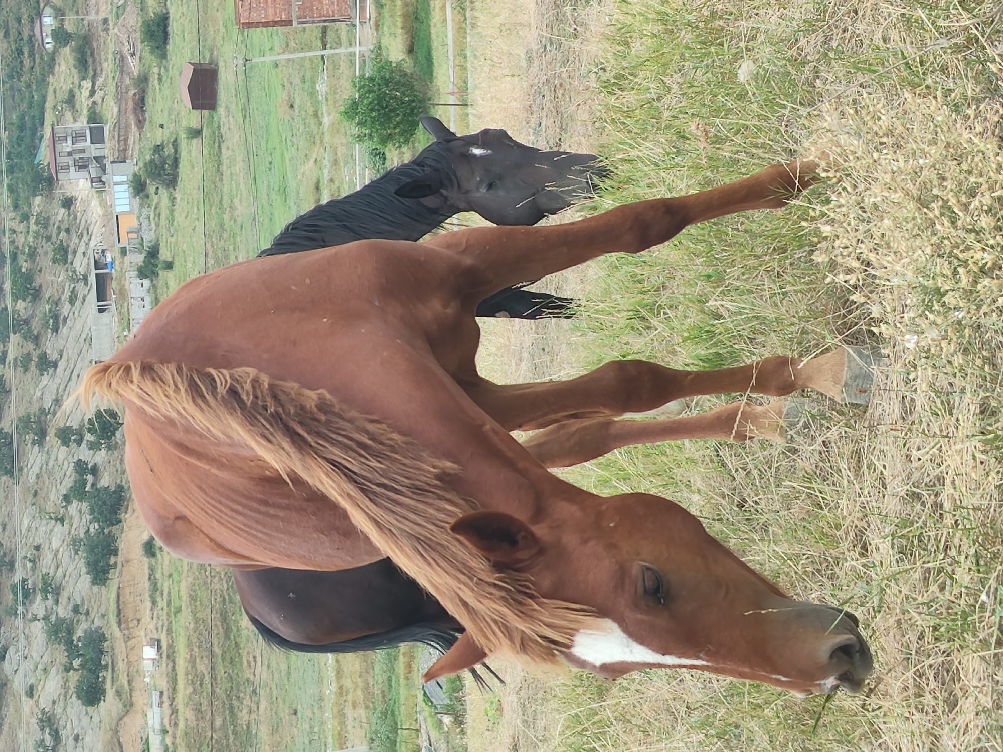 Two horses are grazing in a field with dry grass in the foreground. The horse in the foreground is a reddish-brown color with a white marking on its face and a flowing mane. It is bent down, eating grass. Behind it, a dark brown or black horse is also grazing, with its head down. The background shows a gentle, grassy slope with scattered trees and some buildings, including a multi-story structure and a small shed. The sky is overcast. The location is described as Unknown, Unknown.