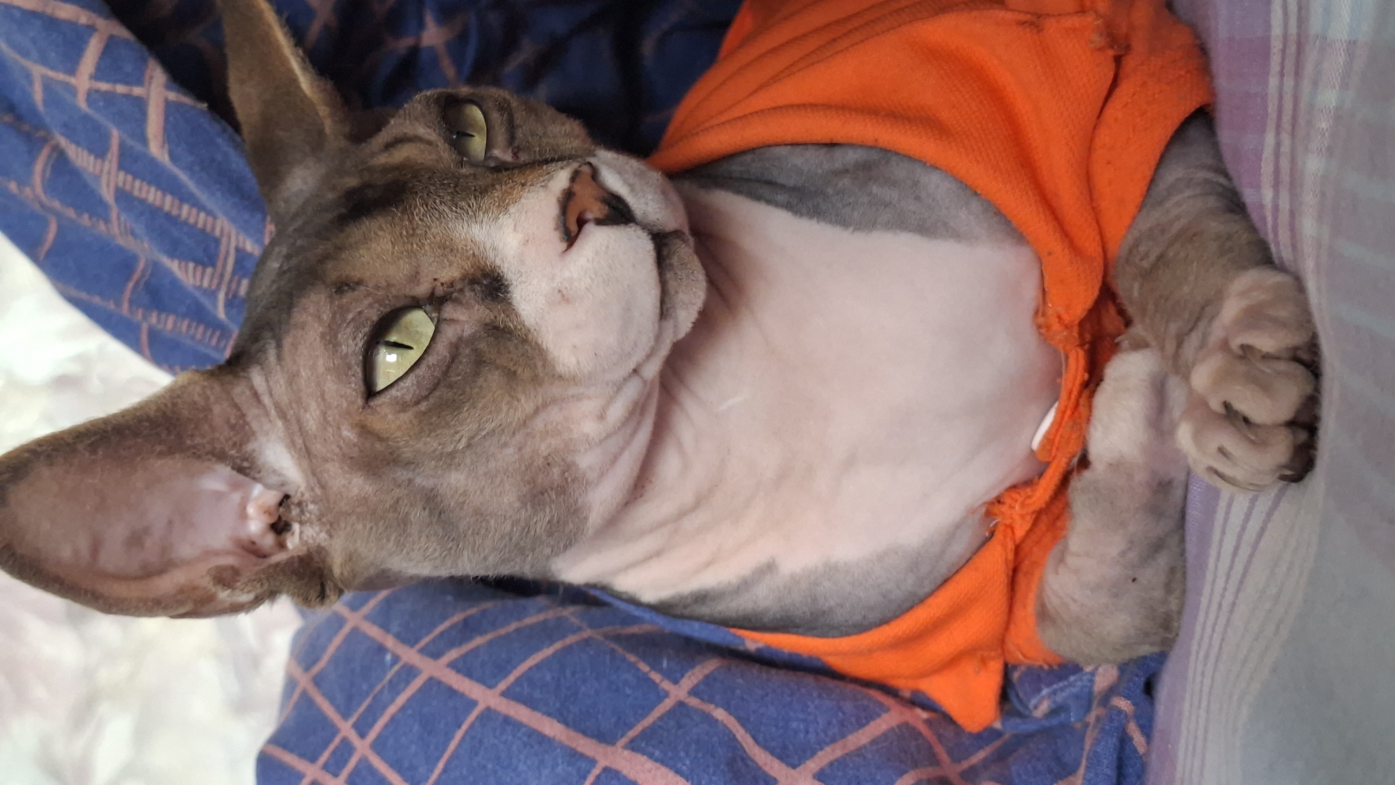 An image captures a Sphynx cat resting on a patterned bed or soft surface. The cat is mostly hairless, with a light brown and greyish skin tone and distinctive wrinkles on its body. It has striking green-yellow eyes with vertical pupils and a pinkish-brown nose. The cat is wearing a bright orange, somewhat worn garment or shirt.
The feline is positioned facing slightly upwards and to the left, appearing calm and attentive as it looks towards the viewer. Its large, pointed ears are prominent, with one ear showing a slight irregularity on the inner cartilage. The cat's paws are visible, displaying soft paw pads.
The background consists of several fabric items: a dark blue fabric with a lighter blue grid pattern underneath the cat, a solid orange fabric forming the cat's shirt, and a light purple and white striped fabric partially visible on the right. The lighting is soft, highlighting the cat's features and the textures of the fabrics. No visible text is present in the image. The location context for this image is Забалоцкі сельскі Савет, Belarus.