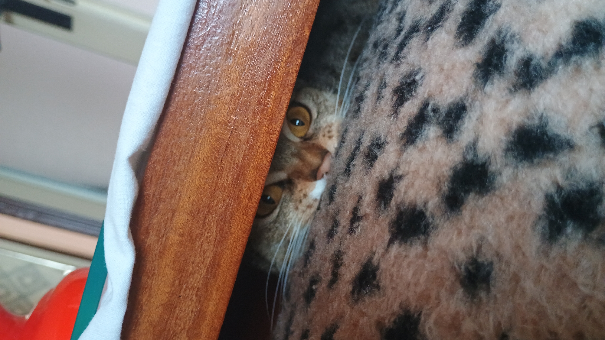 A close-up shot captures the face of a tabby cat peeking out from under a wooden surface. The cat's large, golden eyes are fixed on the camera, with visible pupils. Its pink nose and white whiskers are also prominent. The cat is nestled on a textured, leopard-print surface, likely a blanket or rug. The wooden surface above appears to be part of a piece of furniture, possibly a bed frame, with a white fabric draped over its edge. The background is blurred, showing hints of an indoor environment with soft lighting. The scene suggests a moment of playful curiosity or hiding by the cat. There is no discernible information about the location in Sokolov, Czechia, within the image itself.