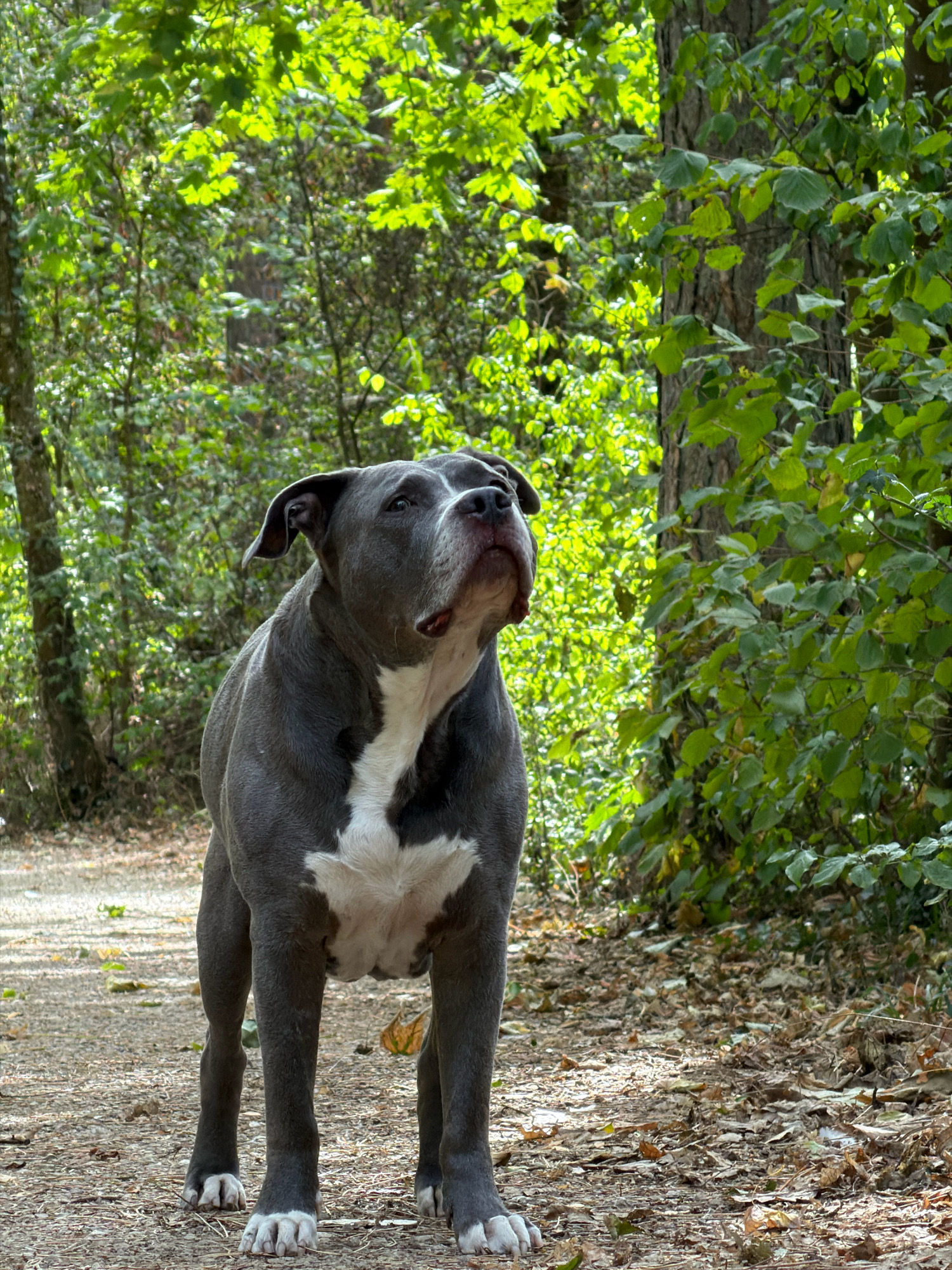 A gray pit bull stands on a dirt path in a wooded area. The dog has a white chest and white paws. The dog is looking up and to the right. The path is covered with fallen leaves and small stones. The background is filled with green trees and dappled sunlight. This scene is located in the Bois de la Chiers in Esch-sur-Alzette, Luxembourg.