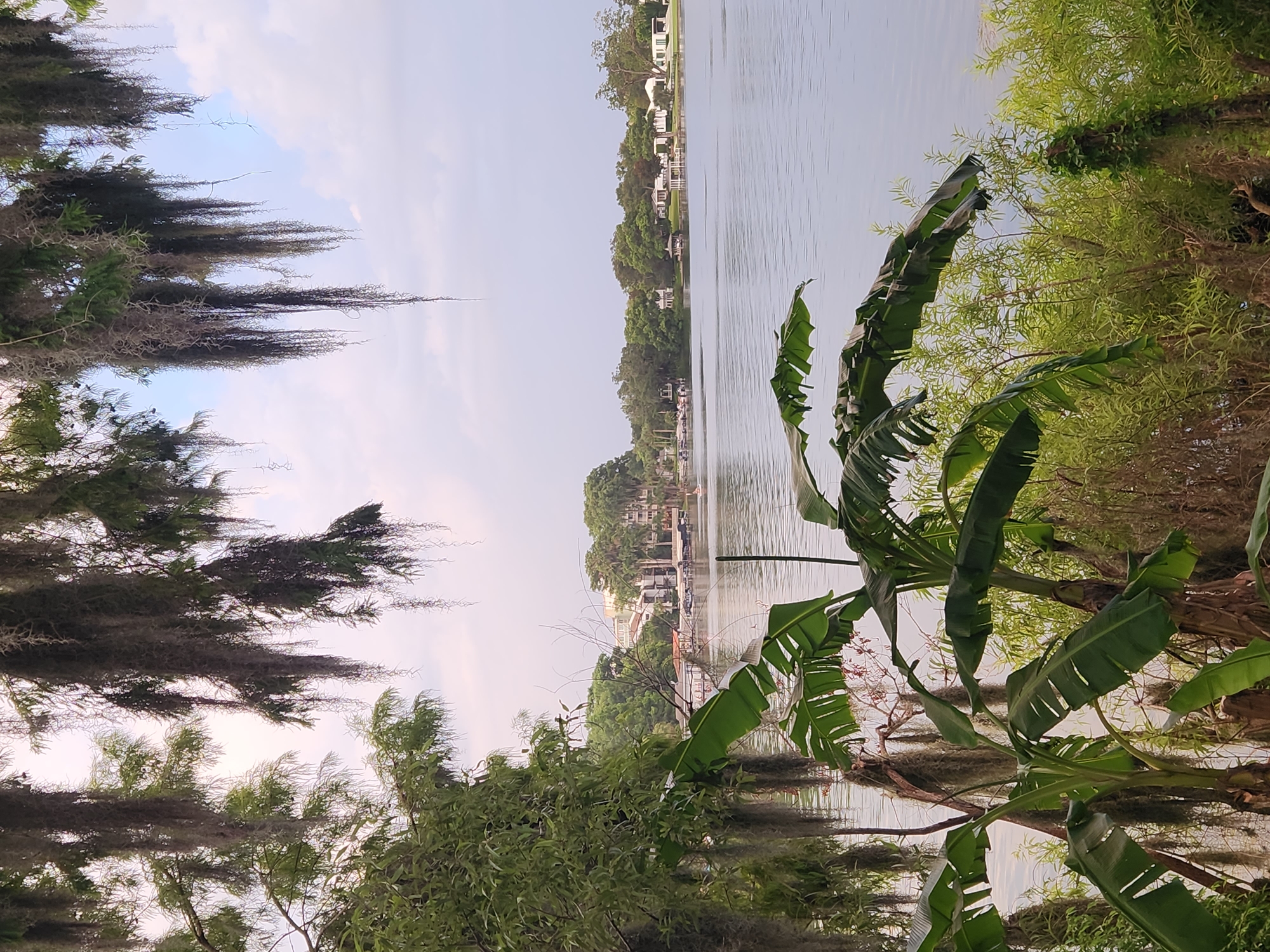 The image captures a serene view of Lake Killarney in Winter Park, Florida. The foreground is dominated by lush, green vegetation, including large banana leaves and Spanish moss hanging from trees, creating a natural, almost tropical feel. In the middle ground, the calm waters of the lake reflect the overcast sky. Along the far bank of the lake, a line of suburban homes and buildings is visible, interspersed with mature trees. A few boats are docked along the shore, and a small white structure, possibly a gazebo or boat house, can be seen. The overall impression is one of peaceful coexistence between nature and human habitation.