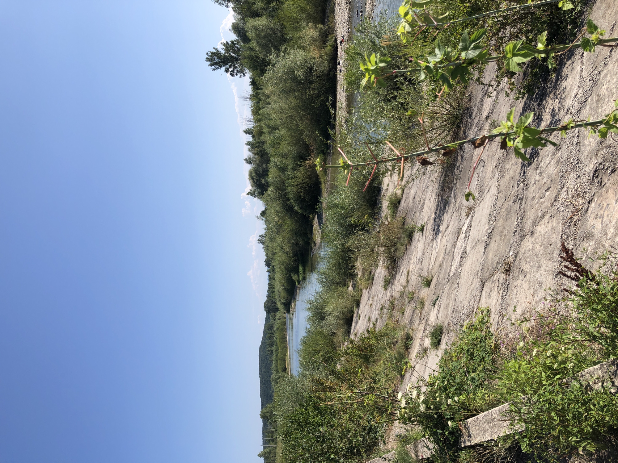 The image depicts a wide, calm river flowing through a lush, green landscape under a clear blue sky. In the foreground, a rough, concrete embankment slopes down towards the water, with wild vegetation, including tall grasses and flowering plants, growing in patches along its surface. The river is bordered by dense trees and bushes on both sides, creating a natural, untamed environment. In the distance, rolling hills covered in greenery are visible under the expansive sky. The scene suggests a tranquil, natural setting, possibly a park or a protected area within or near the city of Kolomyia, Ukraine.
