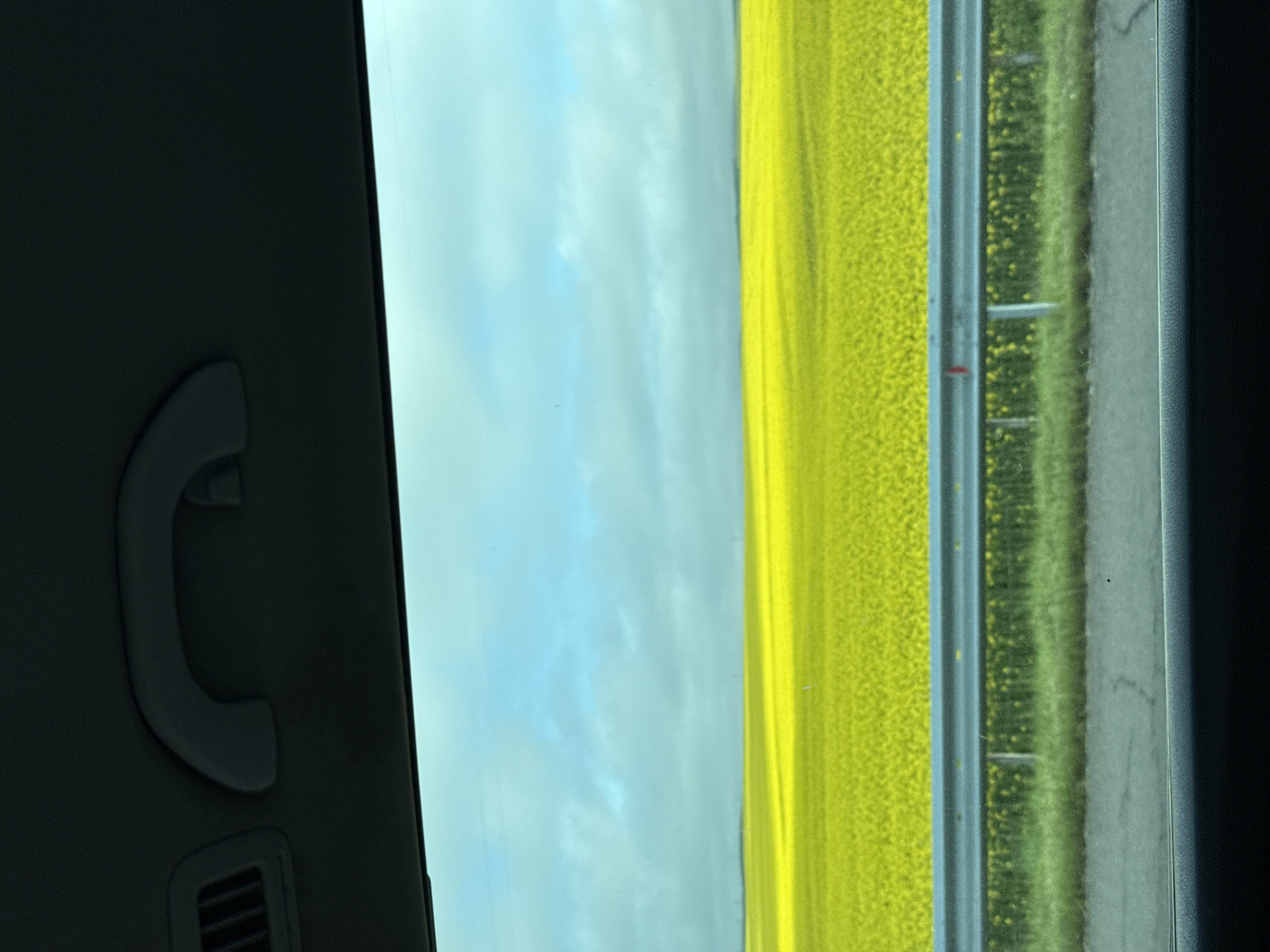 The image shows a view from inside a car, likely a passenger side rear window. A dark gray interior panel with a passenger grab handle is visible in the left portion of the frame. Outside the window, a bright yellow field dominates the view. A blue sky with light clouds is visible above the field. A guardrail separates the field from a gray asphalt road surface. The location, Kozare, Bulgaria is not visually discernible from this image.