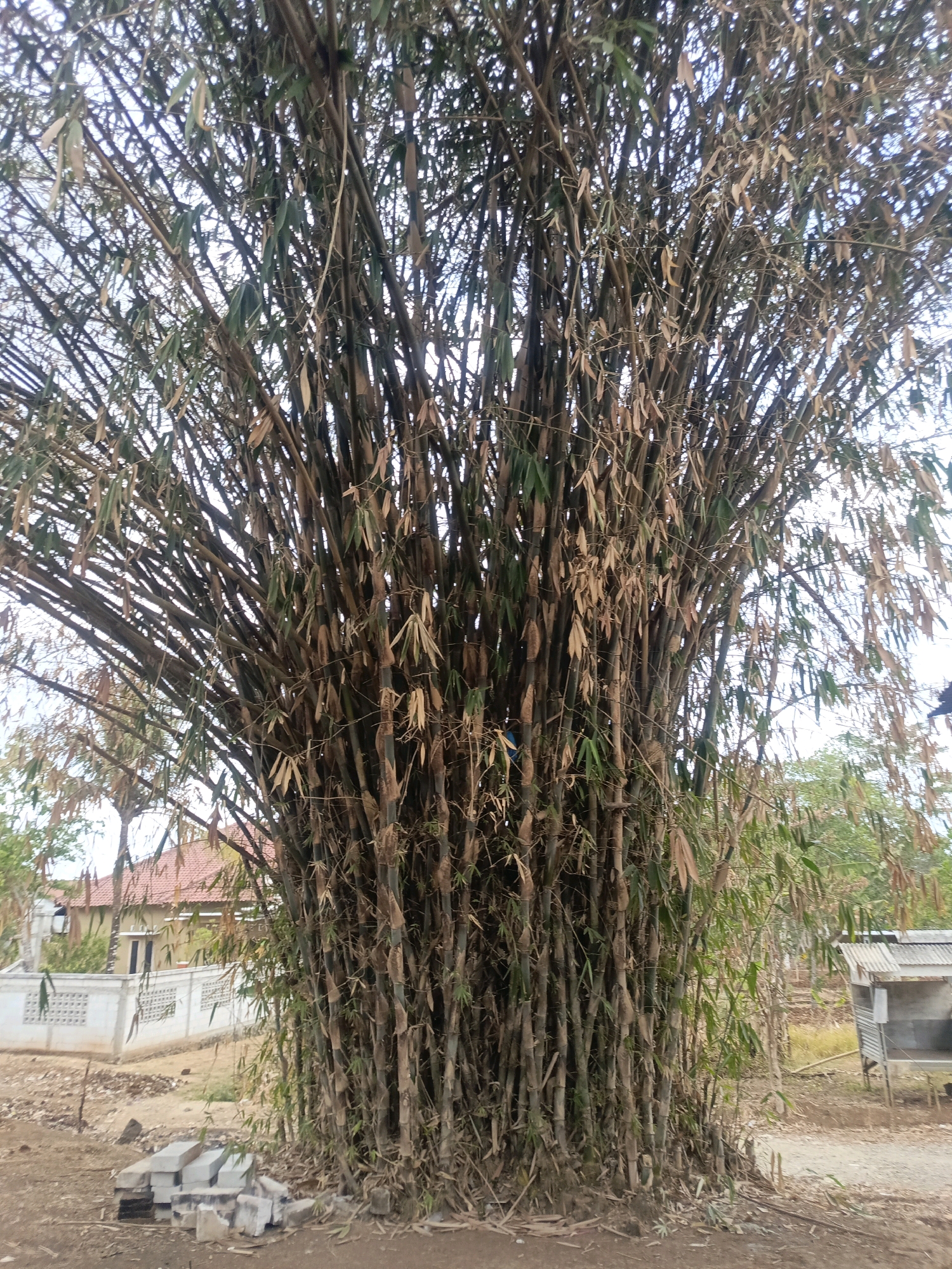 The image shows a dense cluster of bamboo stalks in the city of Karangkedawung, Indonesia. The bamboo is tall and appears dry in some areas, with many brown, withered leaves mixed with green ones. The stalks are of varying thicknesses and are tightly packed together, forming a thick wall of vegetation. In the background, a house with a red tile roof is visible behind a white fence with decorative openings. To the right of the bamboo, a small structure with a corrugated metal roof stands on uneven ground. The ground in the foreground is dirt and debris, with a small pile of grey bricks to the left of the bamboo. The sky is overcast, contributing to the muted lighting of the scene.