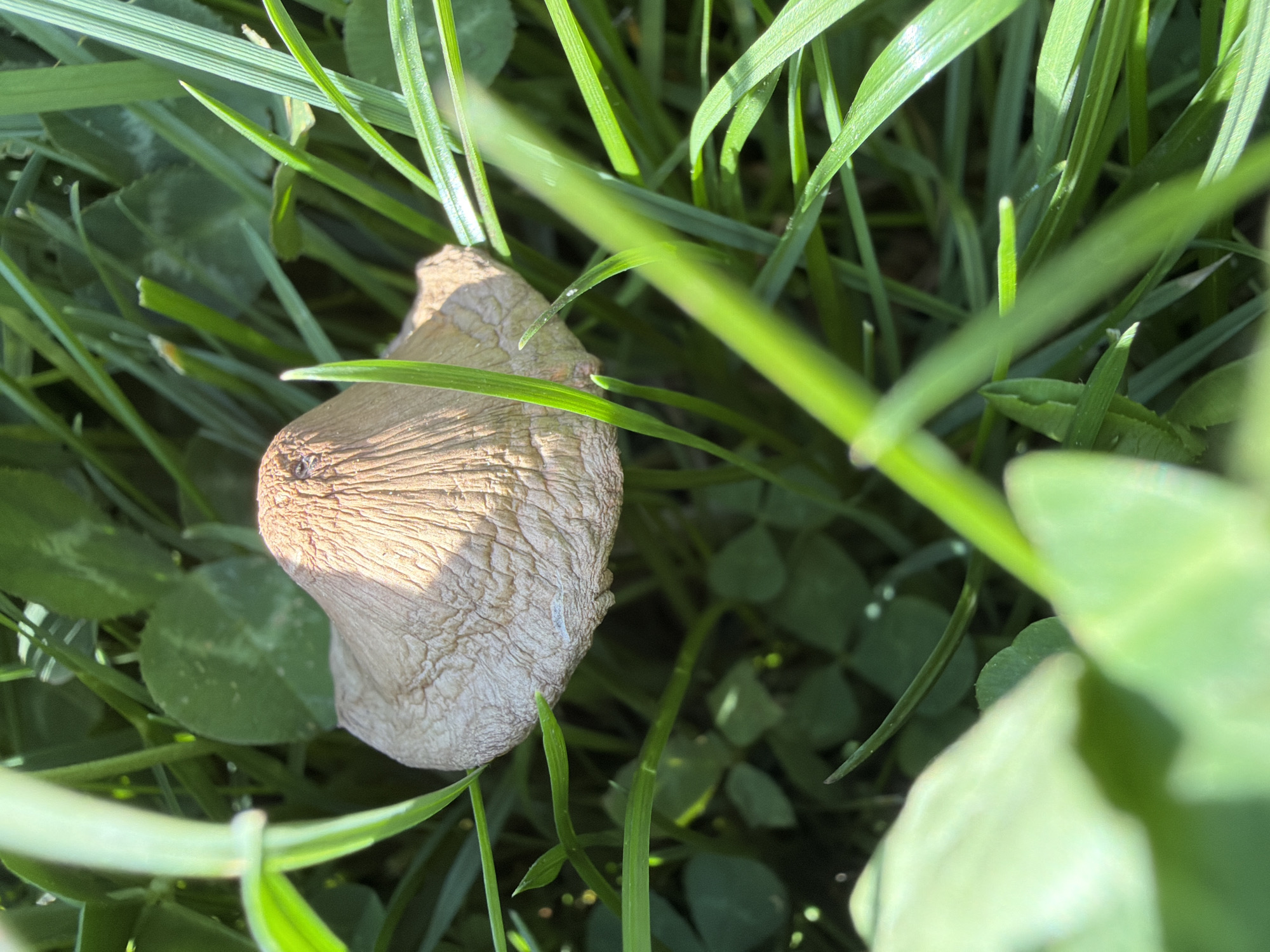 The image shows a close-up view of a light brown mushroom growing in a patch of grass and clover. The mushroom's cap is textured and appears somewhat dry or weathered. It is partially obscured by blades of green grass. The surrounding vegetation consists of thin blades of grass and three-leaf clover. The lighting is bright, with shadows cast on the mushroom's cap. The location is not discernable from the image.