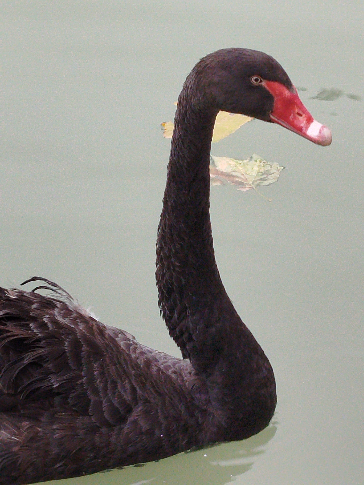 The image shows a close-up of a black swan swimming in calm, pale green water. The swan's head and neck are prominently featured, with its dark feathers contrasting against the lighter background. The swan has a distinctive bright red beak with a black band and a white tip. Its eye is visible, appearing dark. The swan's body, covered in dense, dark feathers, is partially submerged in the water, with some of its wing feathers visible at the left of the frame. A few fallen, light-colored leaves are floating on the water's surface near the swan. The lighting suggests it could be daytime. The setting appears to be a natural body of water, possibly a pond or lake. There is no visible text in the image. The provided location context is Tashkent, Uzbekistan.