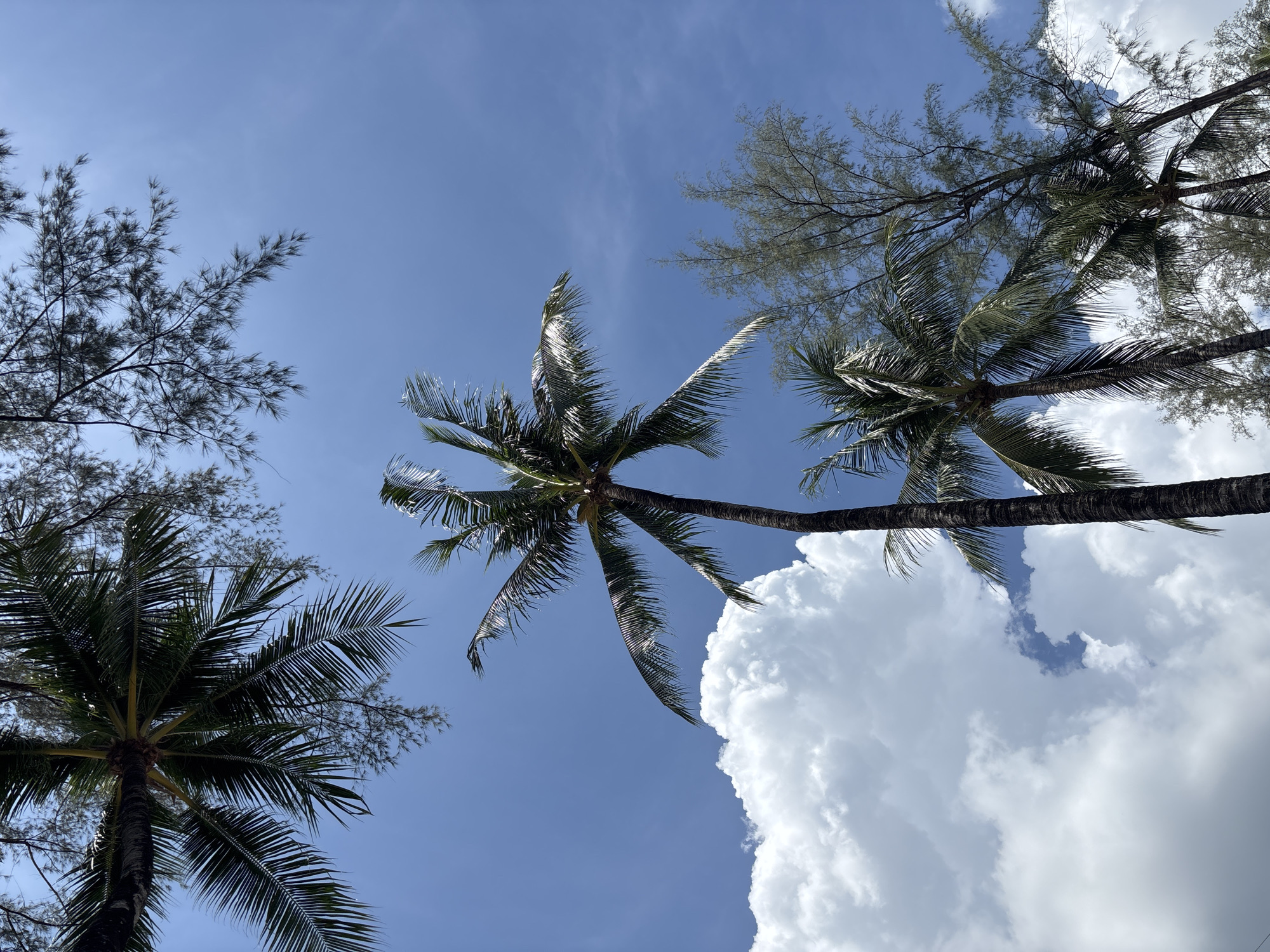 The image, taken in Choeng Thale, Thailand, shows a low-angle view of palm trees and other foliage against a bright blue sky with scattered clouds. The scene includes at least three distinct trees, including two palm trees with fronds prominently displayed. A large, puffy white cloud is present, appearing behind and adjacent to one of the palm trees. The other trees have finer, needle-like leaves. There are no people visible in the frame.